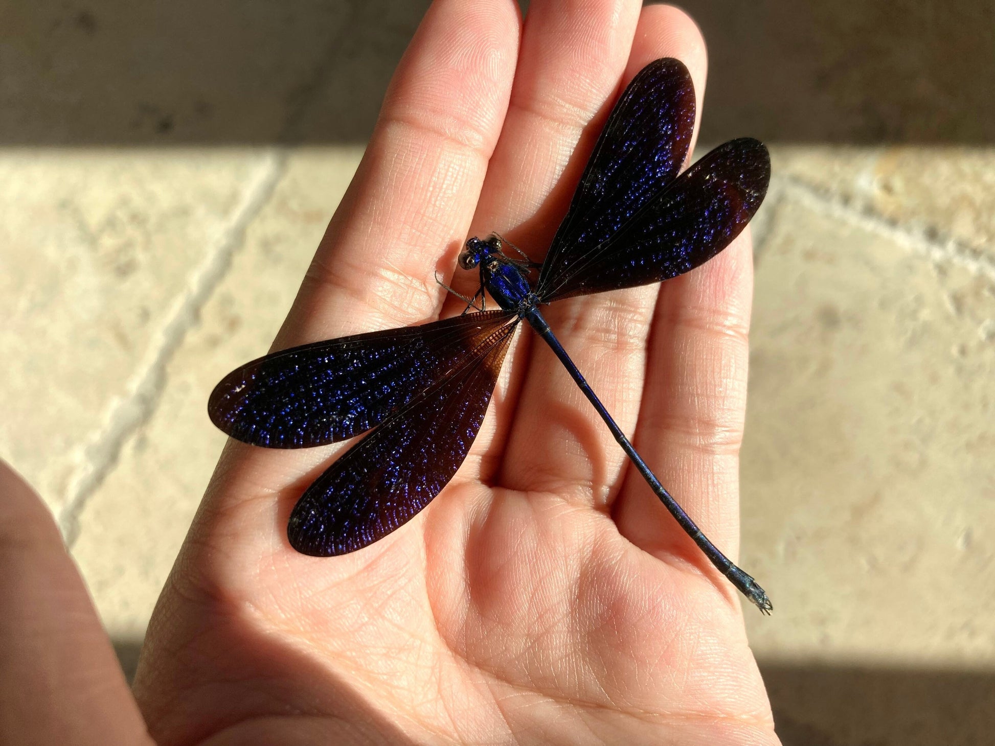 Vestalis luctuosa, Violet Glittering Damselfly, Real Dragonfly Vestalis luctuosa, Blue black dragonfly damselfly Indonesia