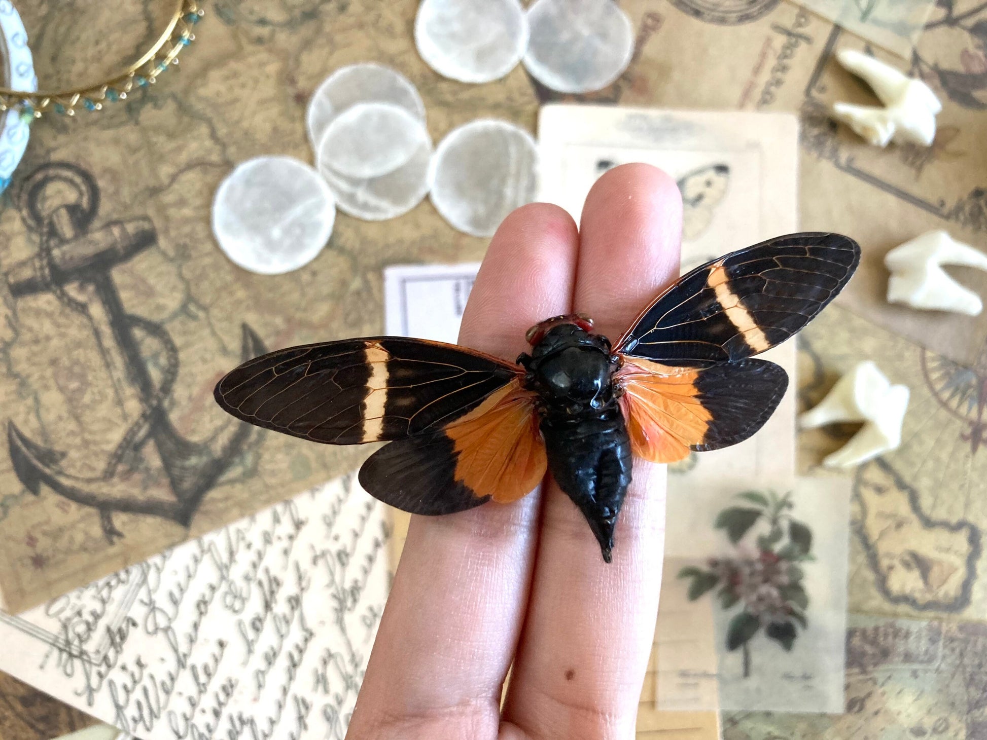 Tosena paviei Spread, ONE REAL black orange cicada Thailand