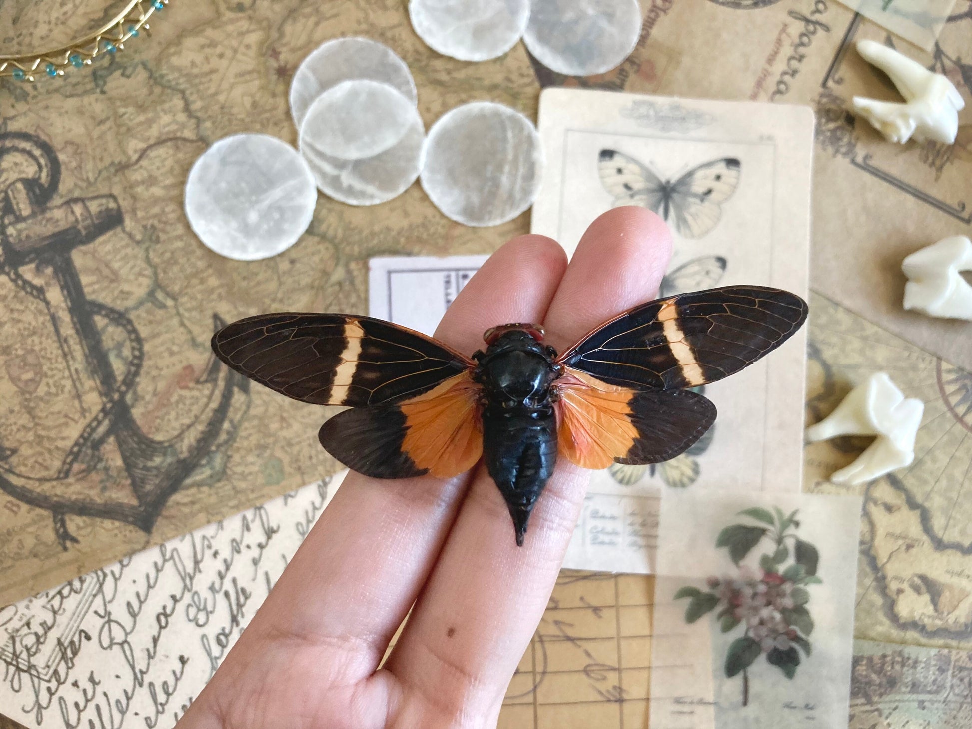 Tosena paviei Spread, ONE REAL black orange cicada Thailand
