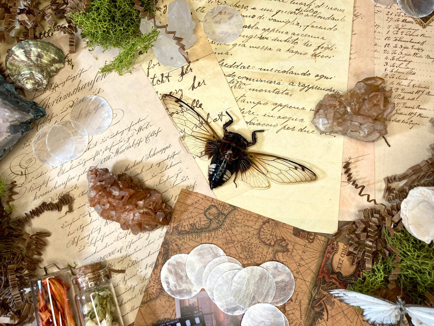 Cryptotympana Acuta - Black Clearwing Cicada - Java Indonesia - Entomology - Specimen