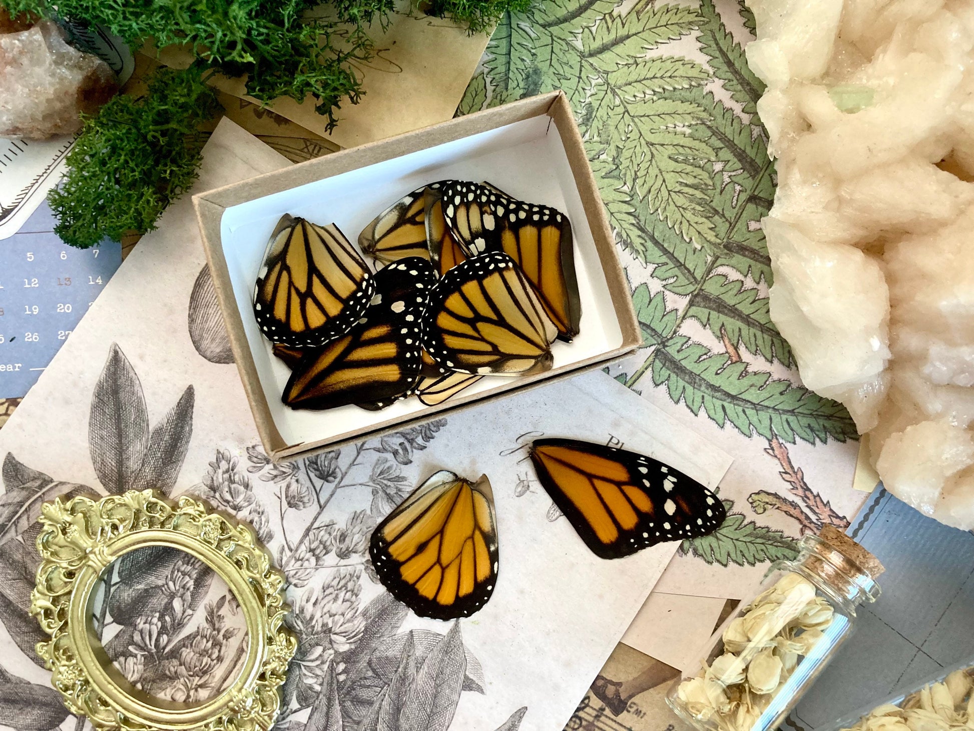 Lot of 12 and 20 Pack A1 Monarch Butterfly Wings, Pairs!