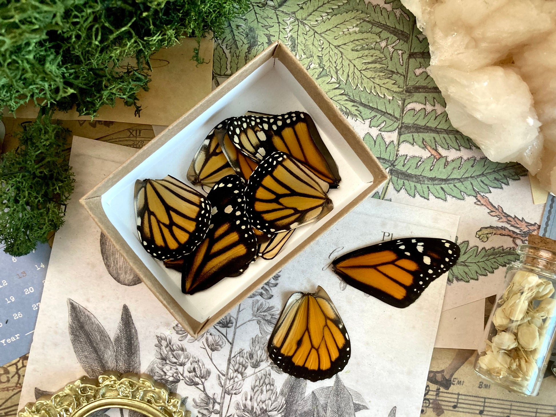 Lot of 12 and 20 Pack A1 Monarch Butterfly Wings, Pairs!