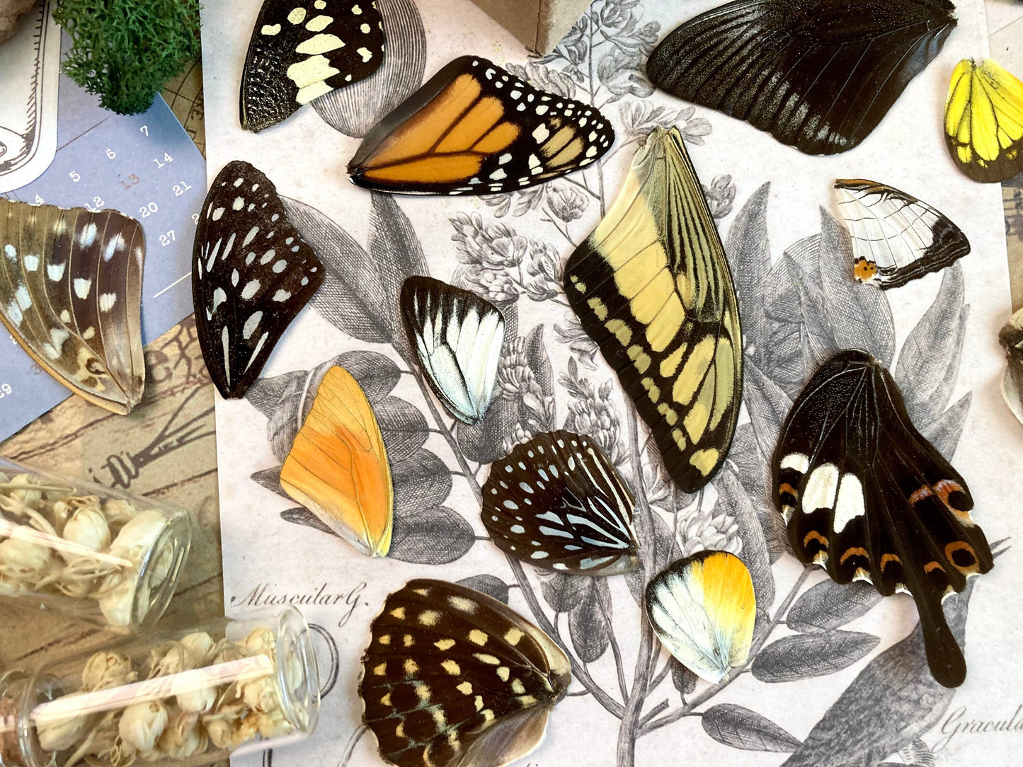 20 A+ to A- Grade Real Butterfly Wings - Curiosity Collection - Craft Supply -Jewelry Making - Resin Jewelry Making