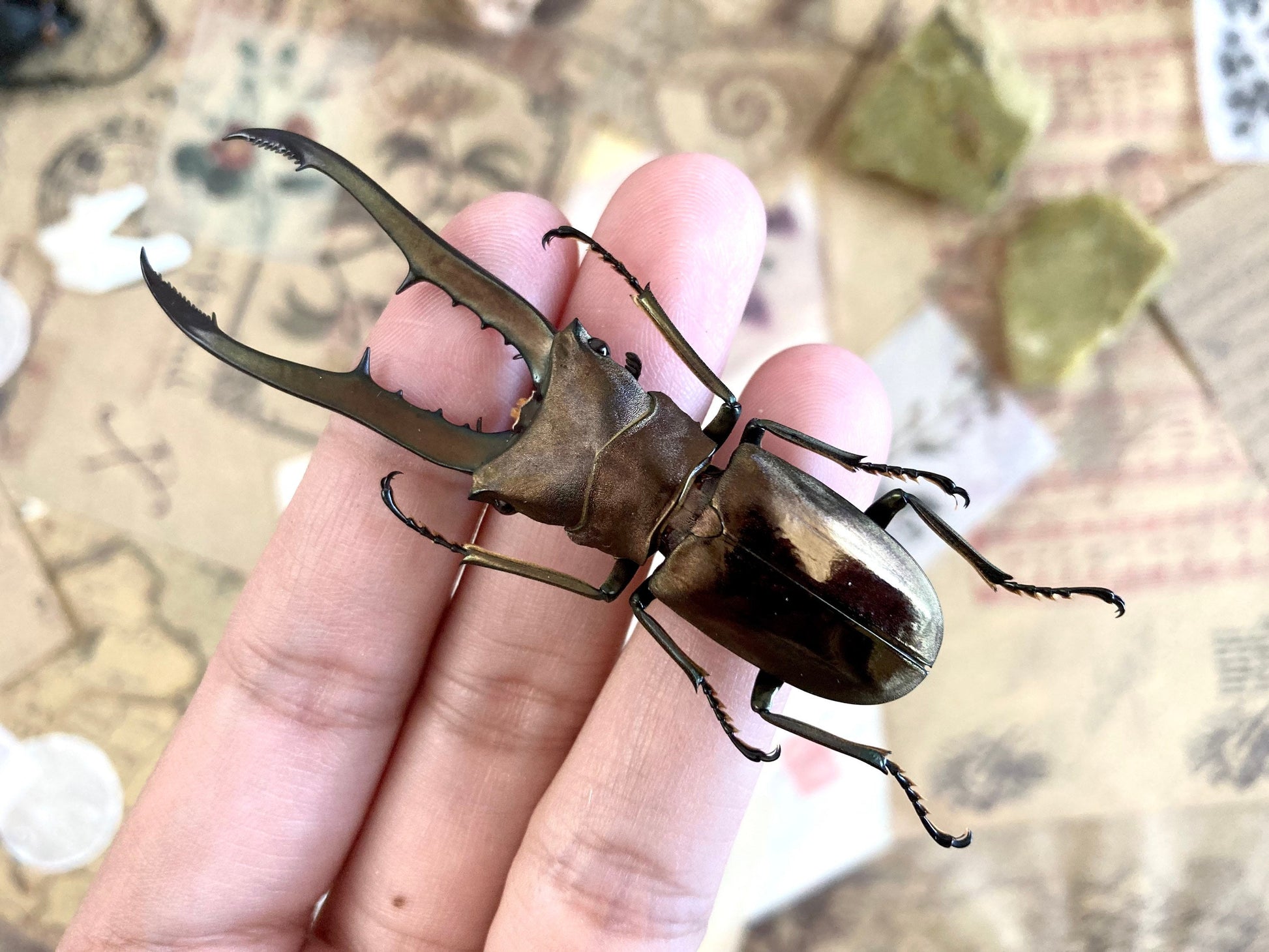 Cyclommatus metallifer finae Peleng Is. +60~+65mm Long jaw Beetle Cyclommatus metallifer finae Insects Specimen, Oddities, Collectible