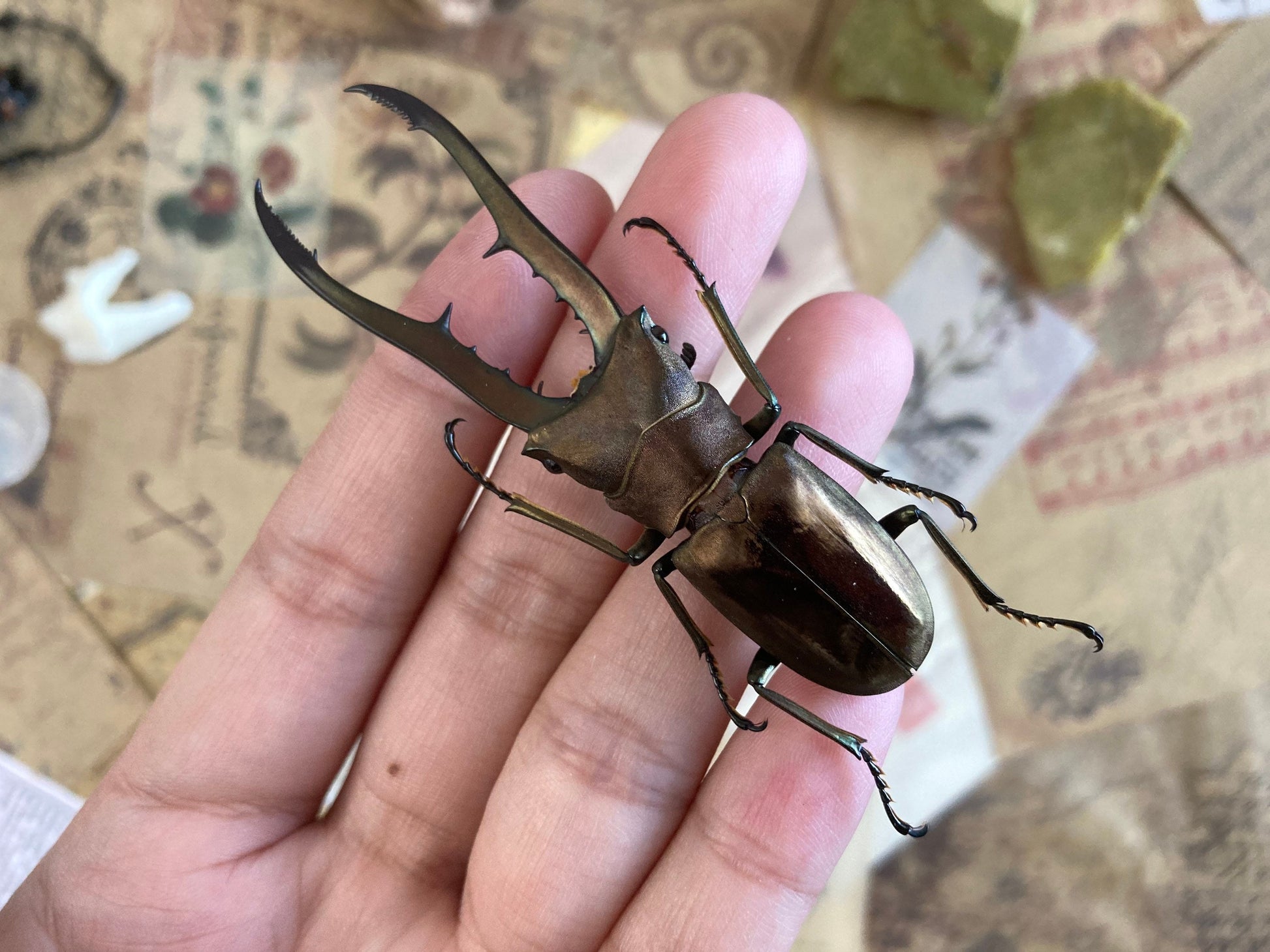 Cyclommatus metallifer finae Peleng Is. +60~+65mm Long jaw Beetle Cyclommatus metallifer finae Insects Specimen, Oddities, Collectible