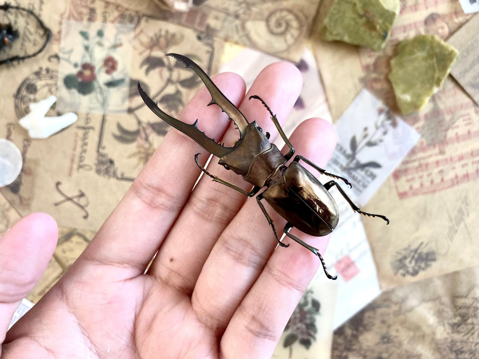 Cyclommatus metallifer finae Peleng Is. +60~+65mm Long jaw Beetle Cyclommatus metallifer finae Insects Specimen, Oddities, Collectible