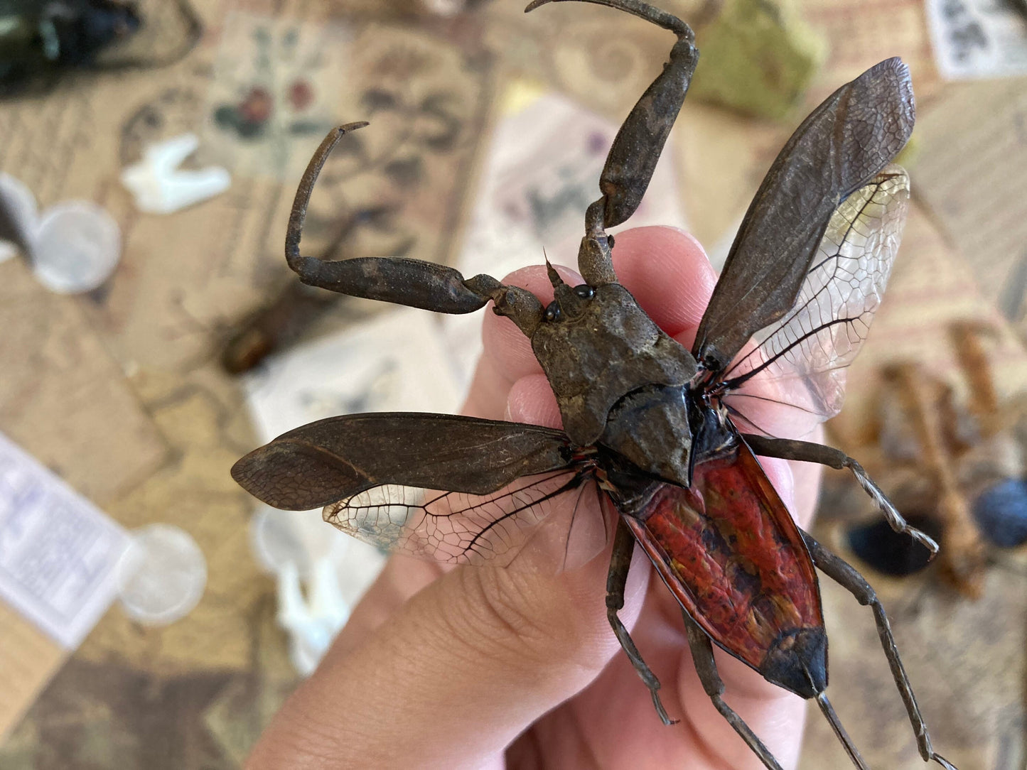LARGE Nepa rubra E.Java, Spread, Red toe biter Real Insect Taxidermy