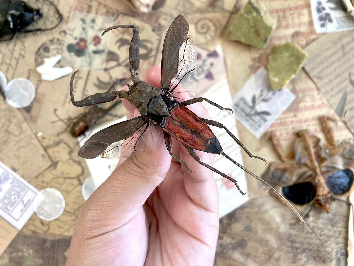 LARGE Nepa rubra E.Java, Spread, Red toe biter Real Insect Taxidermy
