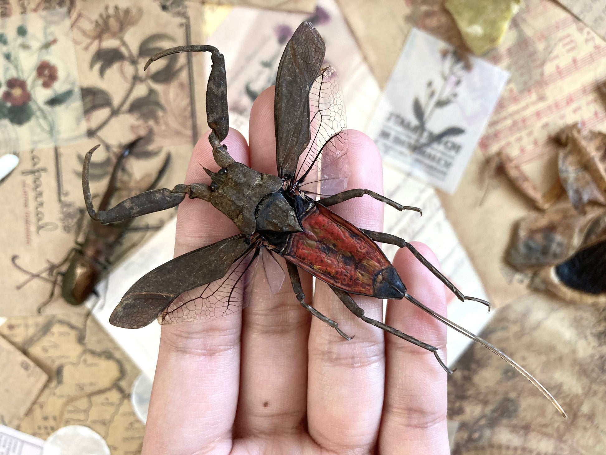 LARGE Nepa rubra E.Java, Spread, Red toe biter Real Insect Taxidermy