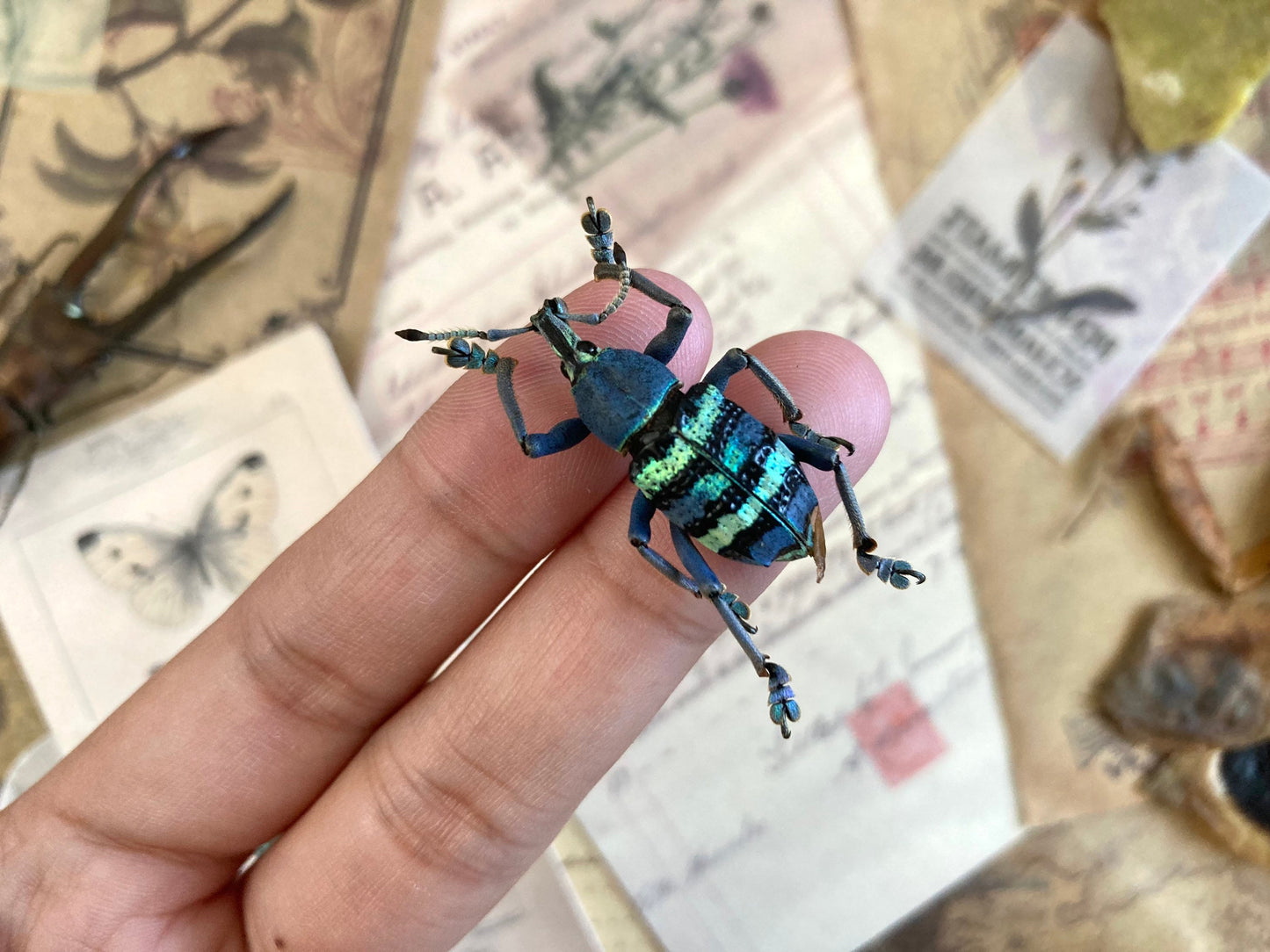 Eupholus magnificus Mt.Arfak,W.Irian