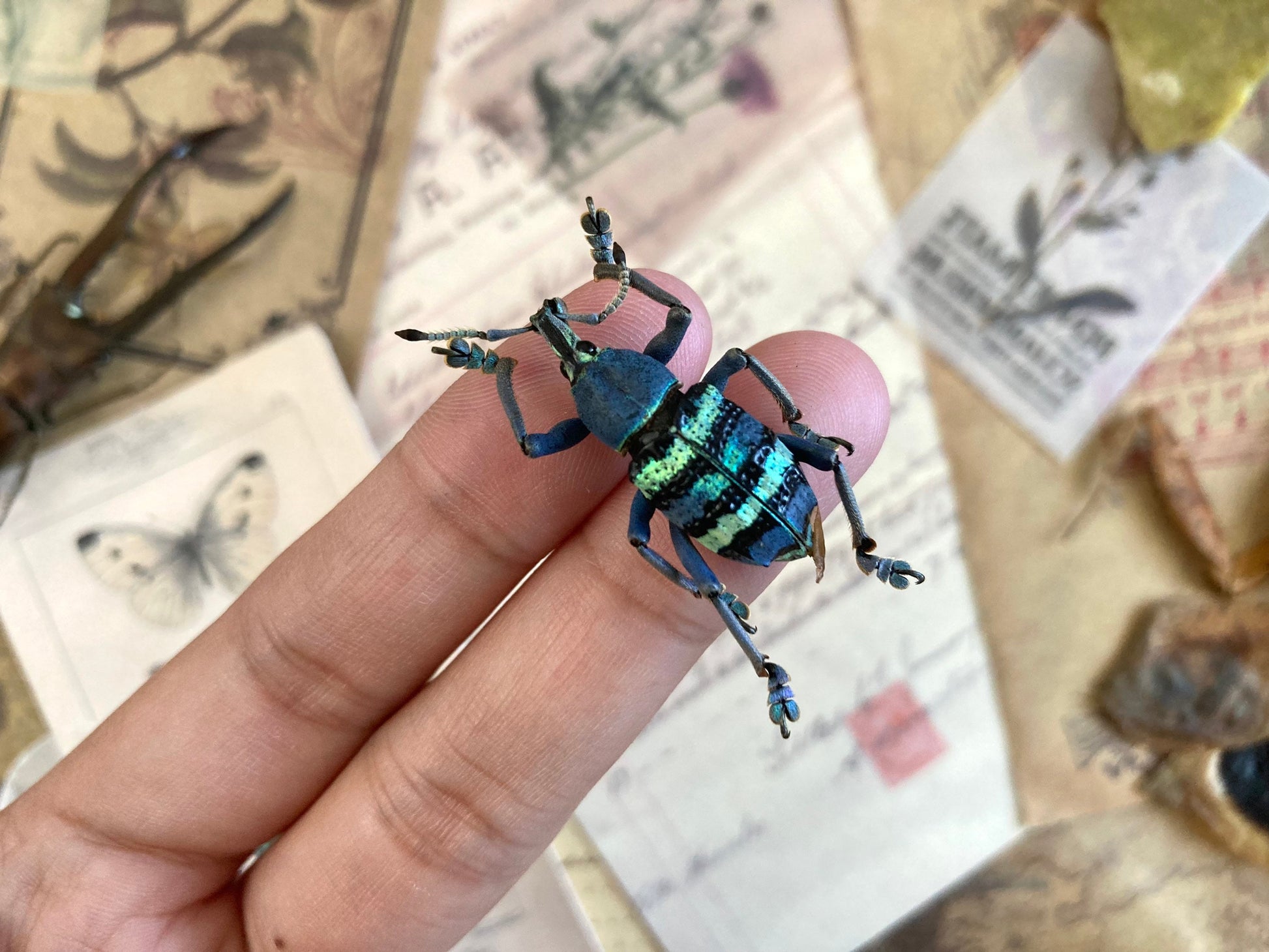 Eupholus magnificus Mt.Arfak,W.Irian