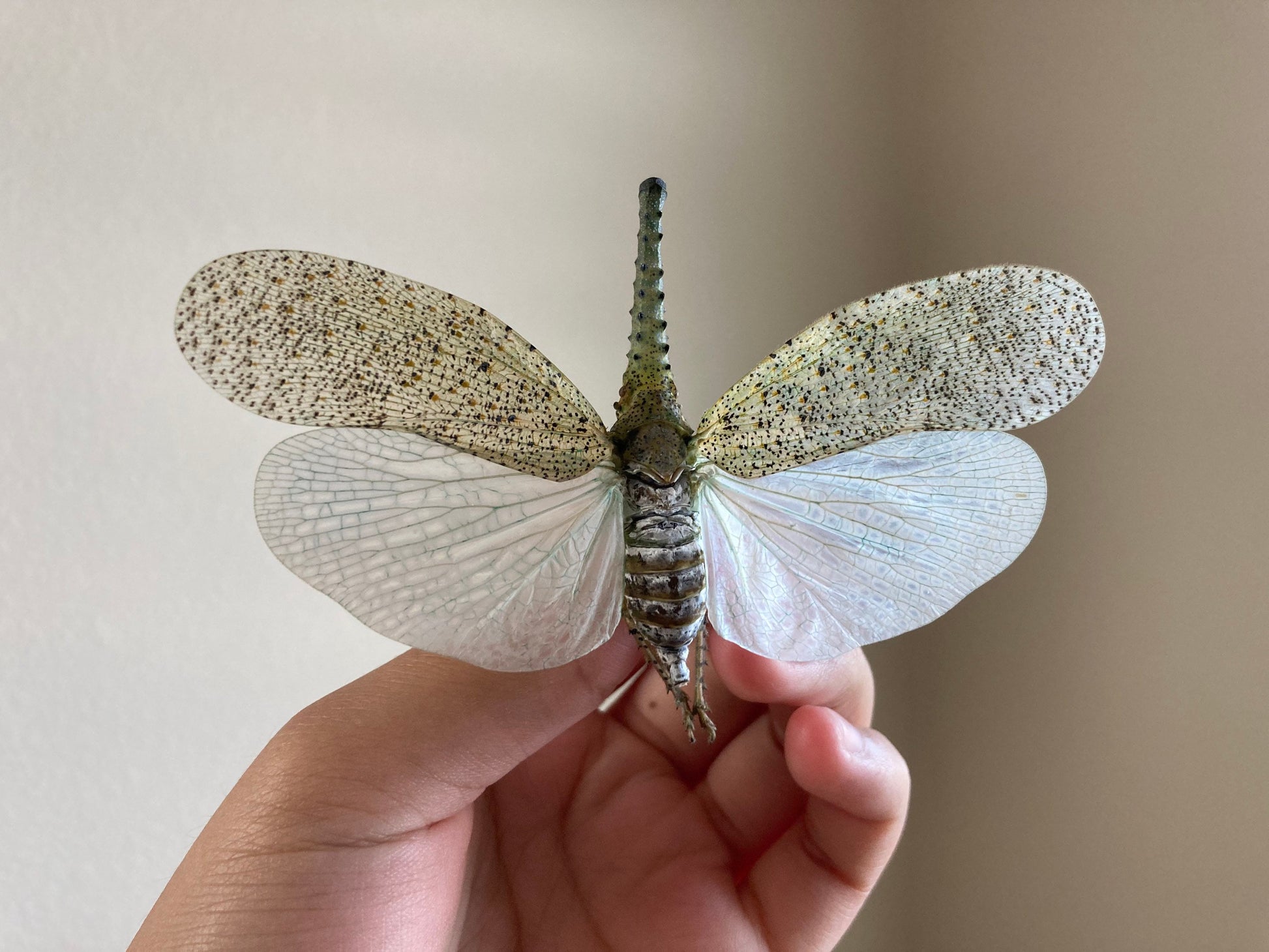 Zanna nobilis, white fulgorid leaf hopper Malaysia