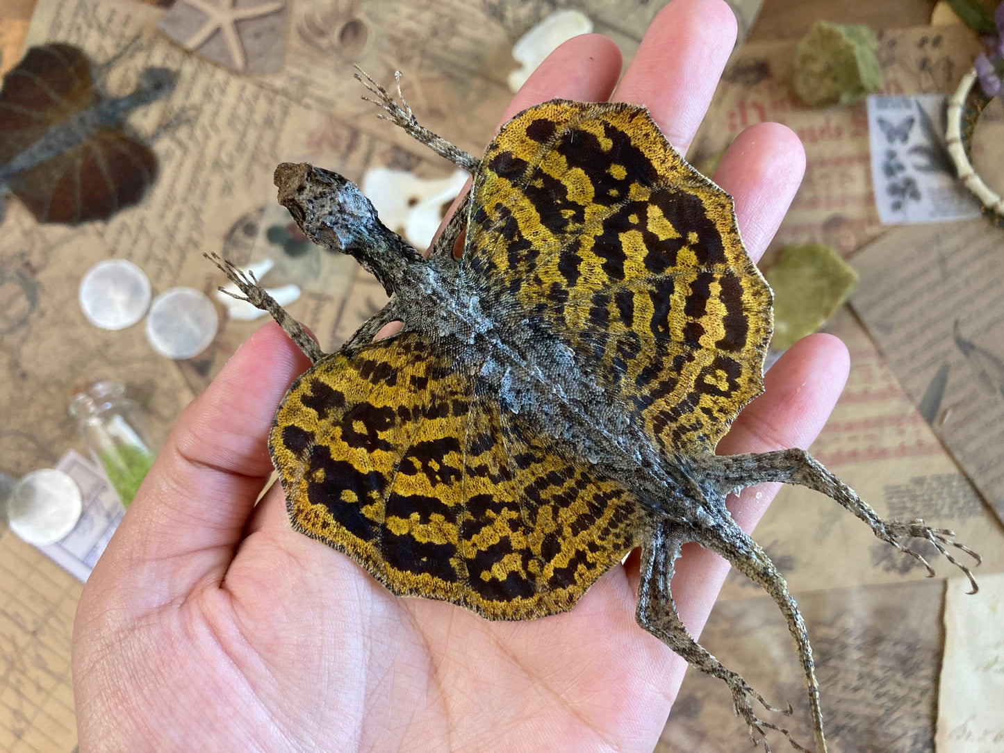 Flying lizard Draco volans (Draco sp.) (Yellow) Spread, common flying dragon, Real Lizard, Spread Flying lizard, Lizard specimen, Lizard