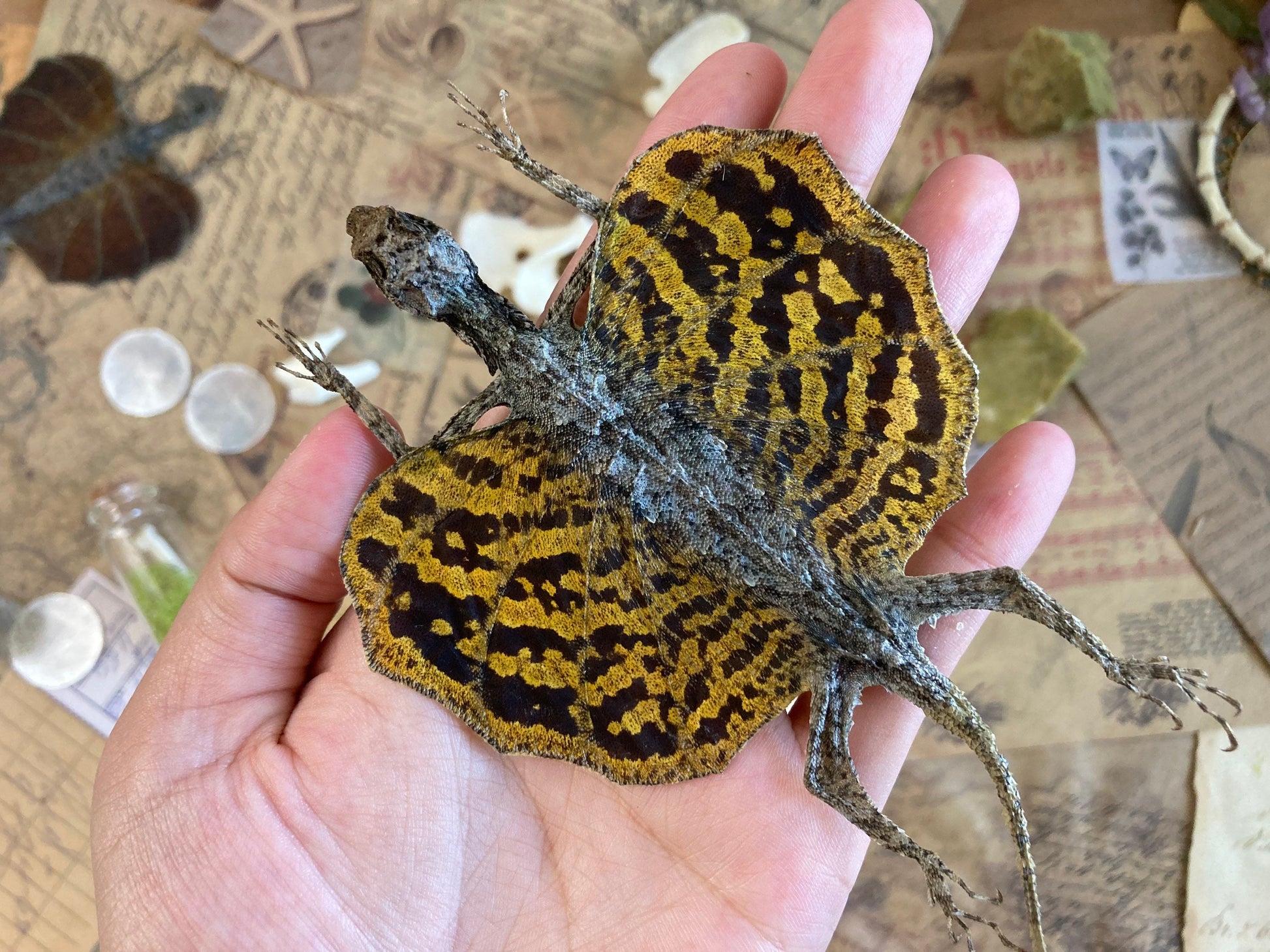Flying lizard Draco volans (Draco sp.) (Yellow) Spread, common flying dragon, Real Lizard, Spread Flying lizard, Lizard specimen, Lizard