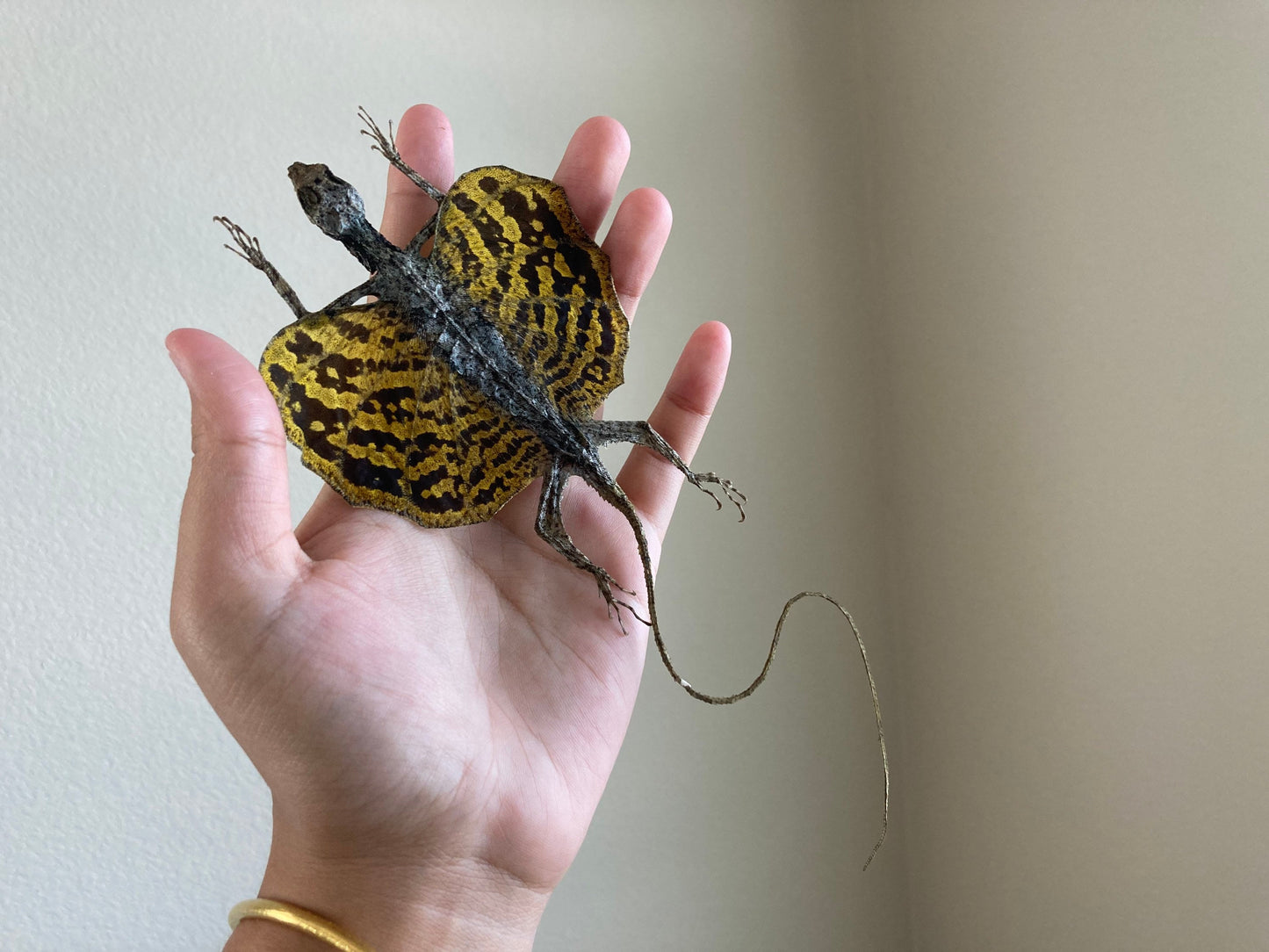 Flying lizard Draco volans (Draco sp.) (Yellow) Spread, common flying dragon, Real Lizard, Spread Flying lizard, Lizard specimen, Lizard