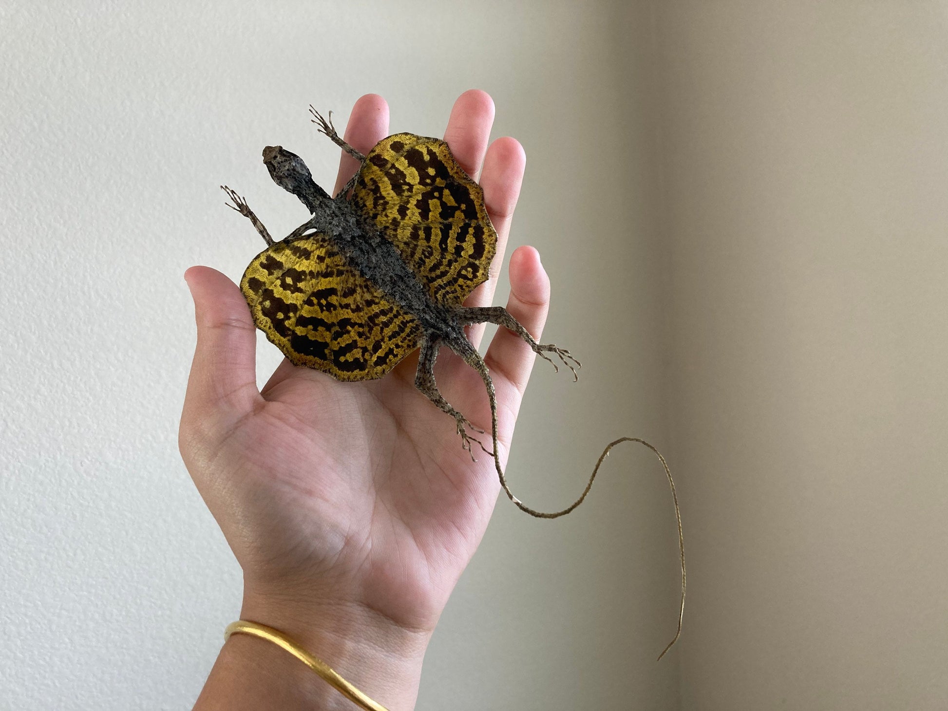 Flying lizard Draco volans (Draco sp.) (Yellow) Spread, common flying dragon, Real Lizard, Spread Flying lizard, Lizard specimen, Lizard