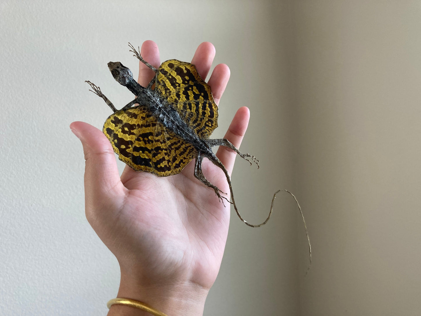 Flying lizard Draco volans (Draco sp.) (Yellow) Spread, common flying dragon, Real Lizard, Spread Flying lizard, Lizard specimen, Lizard