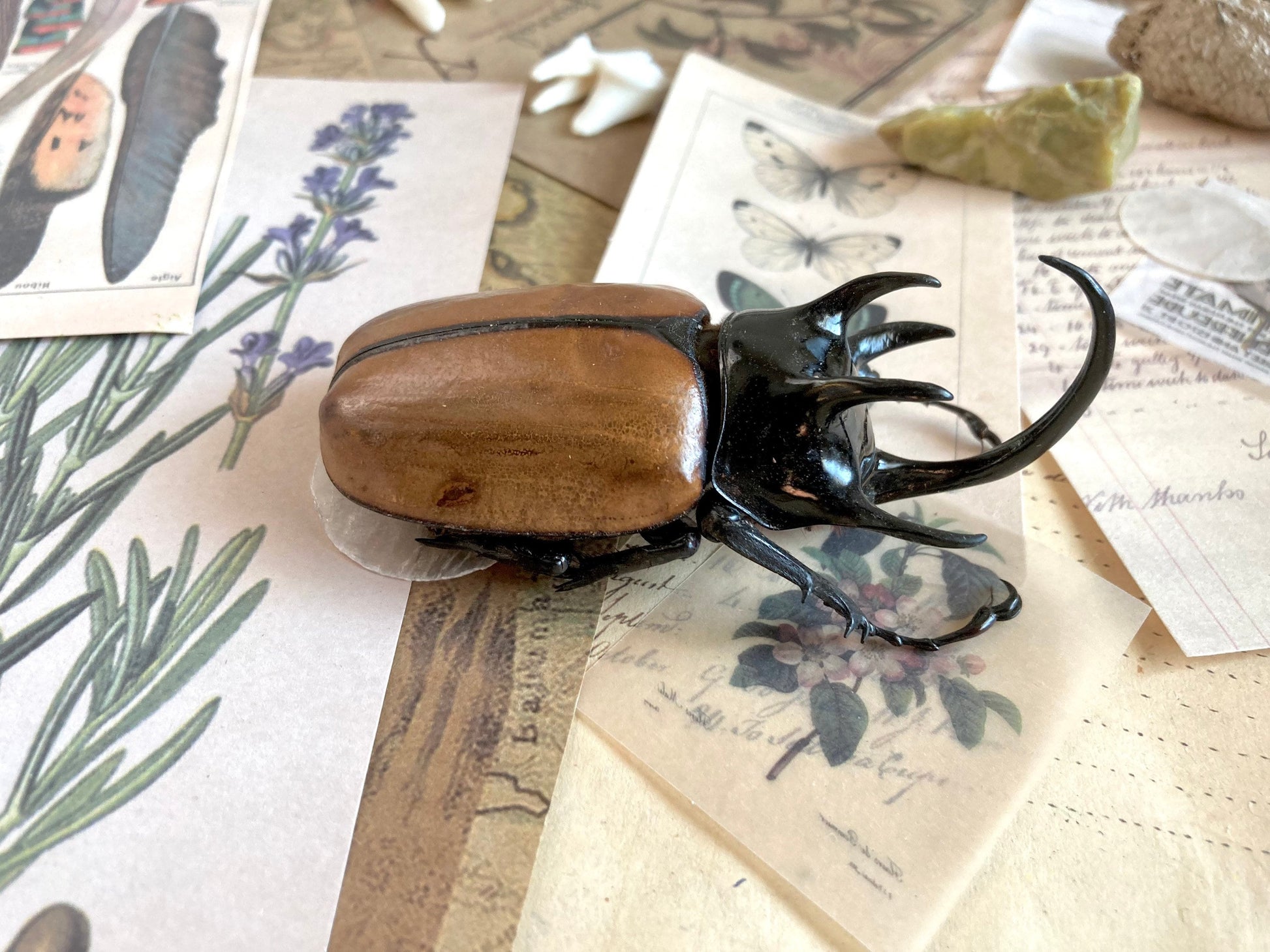 Eupatorus gracilicornis Large, 5 horned Beetle, Real large Rhinoceros beetle, Giant Beetle, Horned Beetle,  Entomology