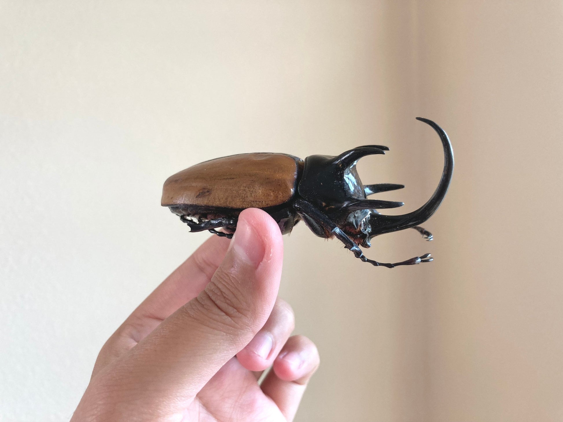 Eupatorus gracilicornis Large, 5 horned Beetle, Real large Rhinoceros beetle, Giant Beetle, Horned Beetle,  Entomology