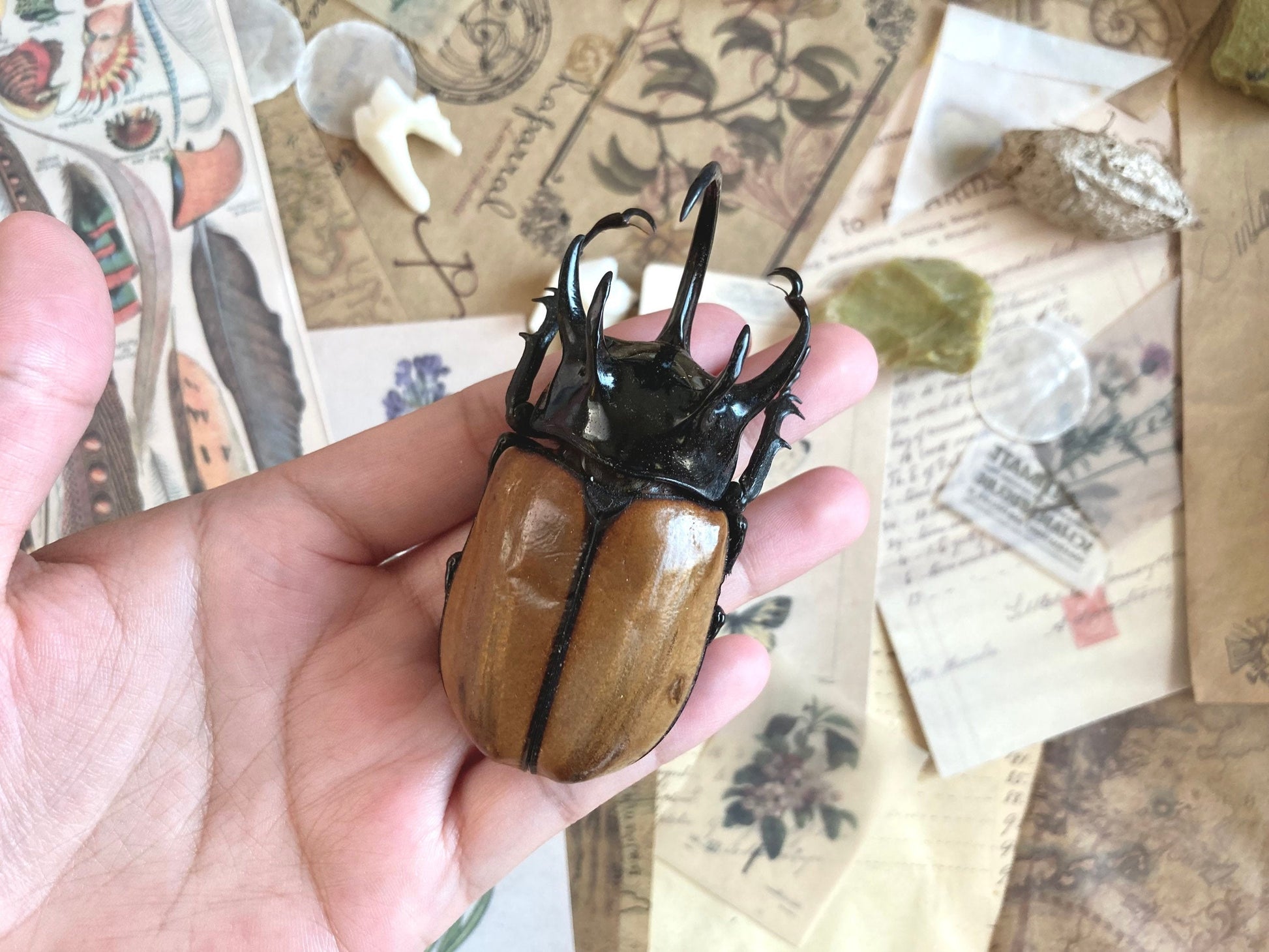 Eupatorus gracilicornis Large, 5 horned Beetle, Real large Rhinoceros beetle, Giant Beetle, Horned Beetle,  Entomology