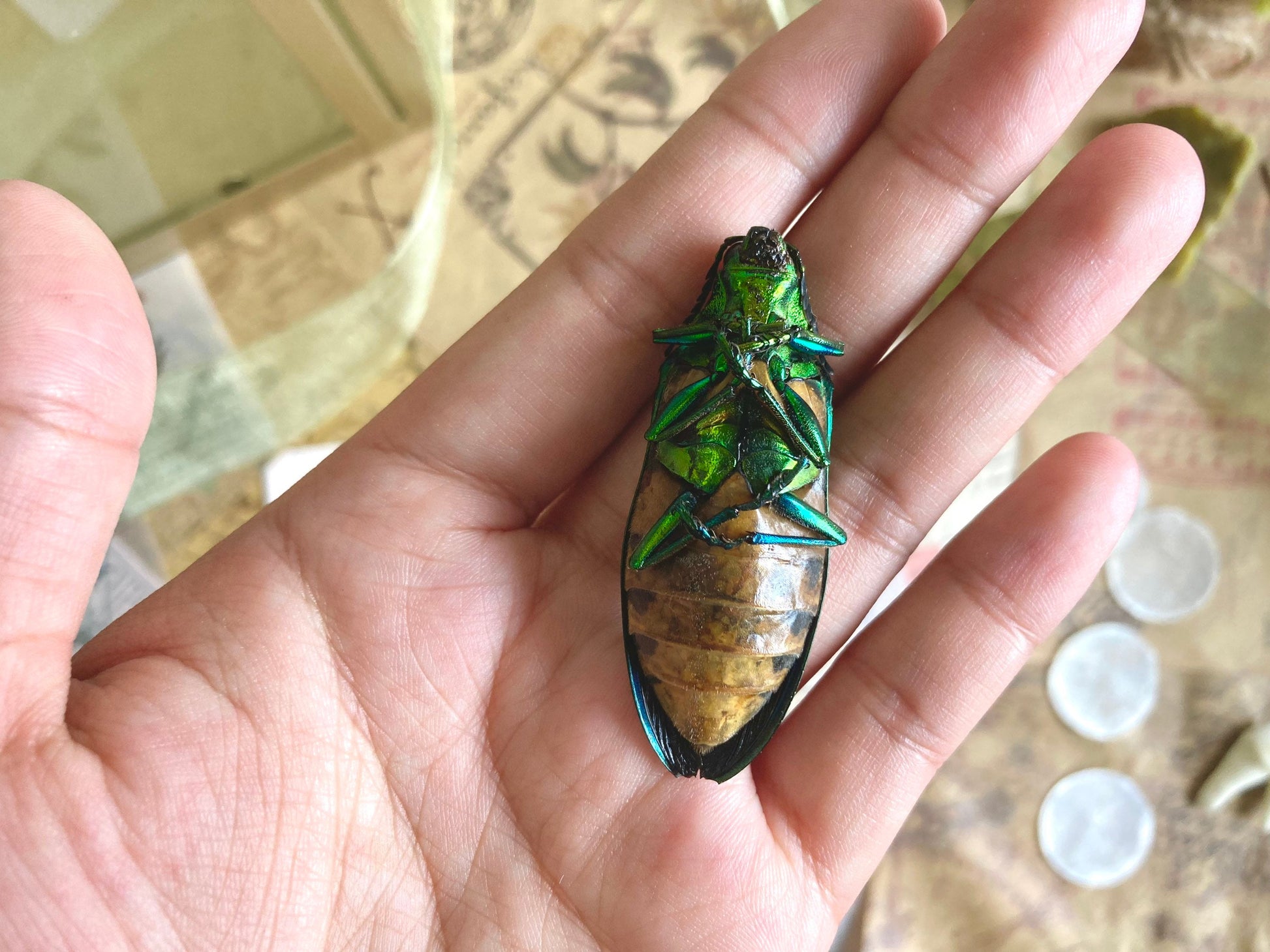 Catoxantha opulenta, green buprestid beetle Malaysia, Entomology, Large beetle