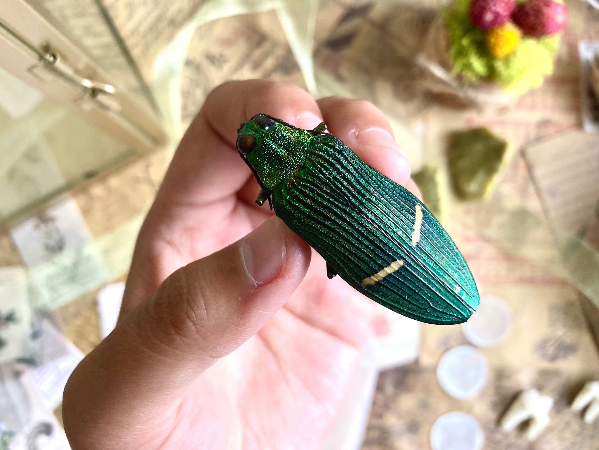 Catoxantha opulenta, green buprestid beetle Malaysia, Entomology, Large beetle