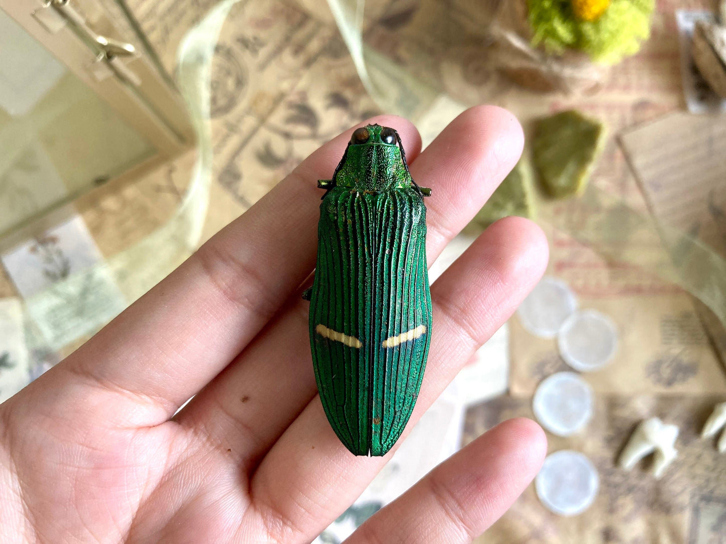 Catoxantha opulenta, green buprestid beetle Malaysia, Entomology, Large beetle