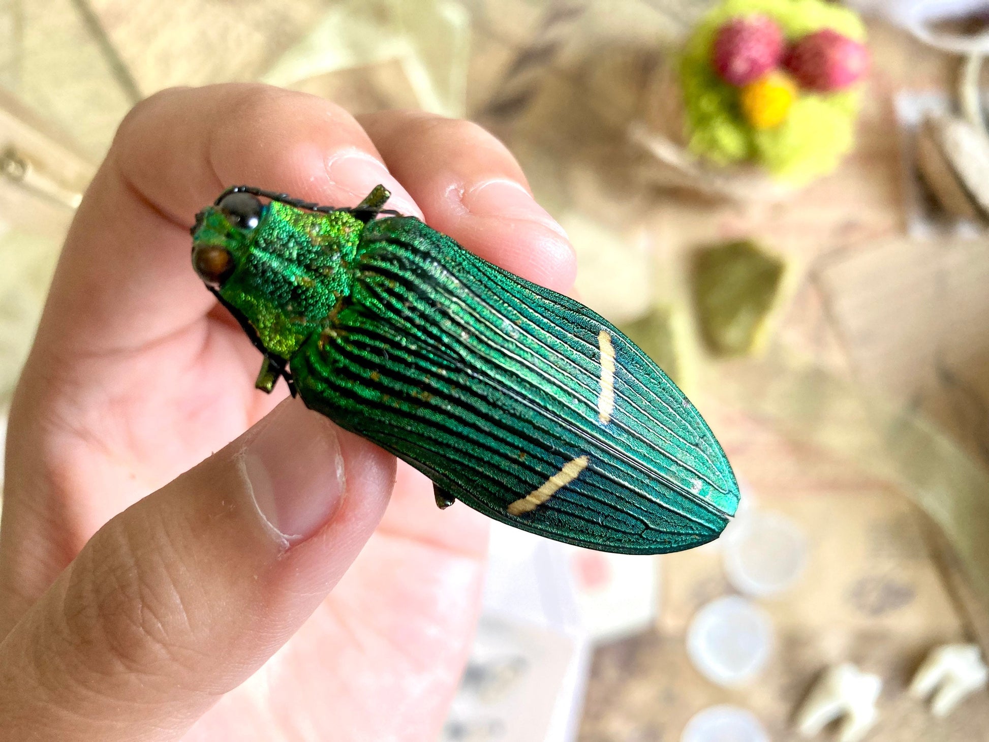 Catoxantha opulenta, green buprestid beetle Malaysia, Entomology, Large beetle