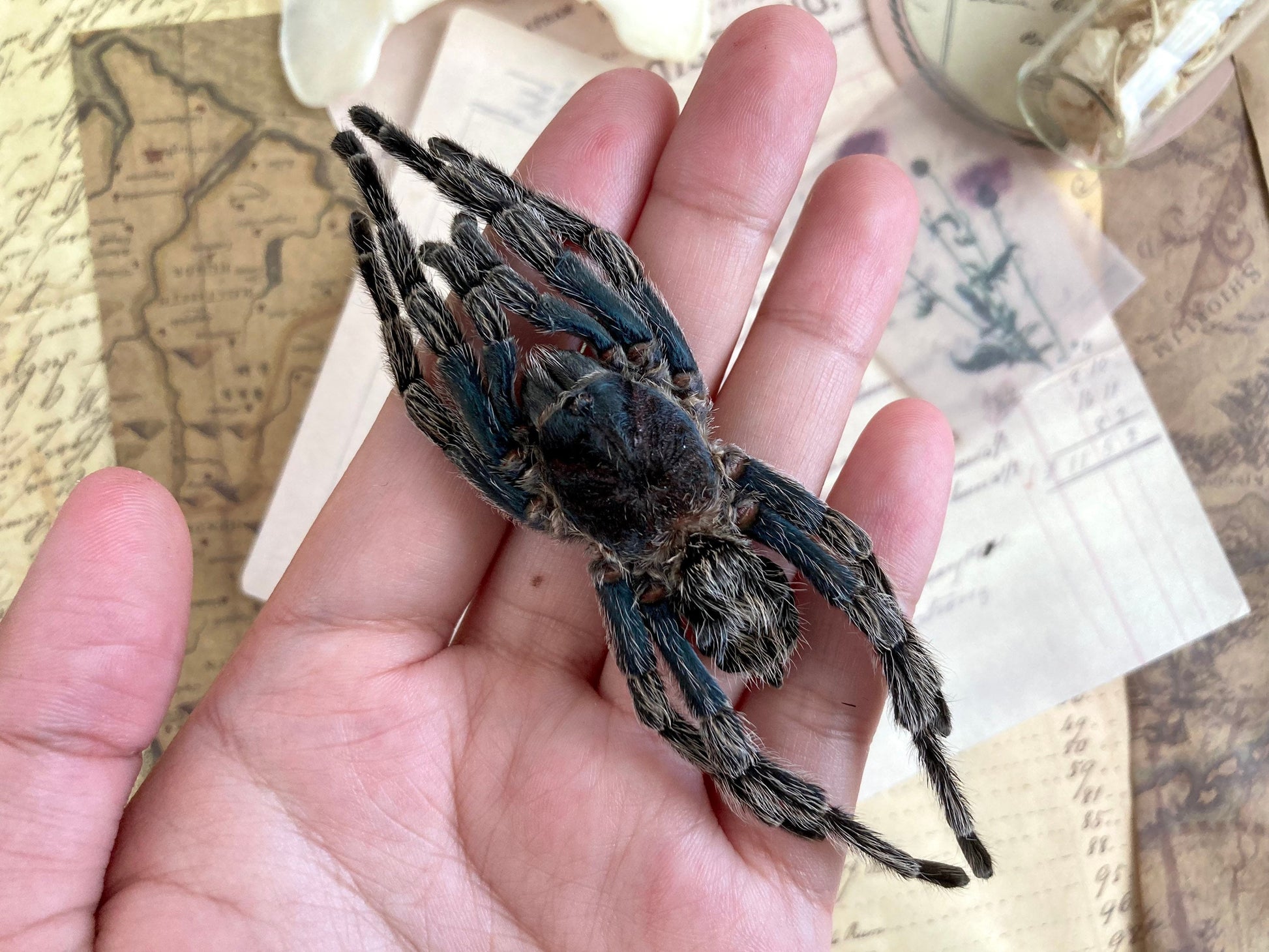 One big bird eating spider from Peru Hapalotremus carabaya ,arachnid , for all your taxidermy art projects