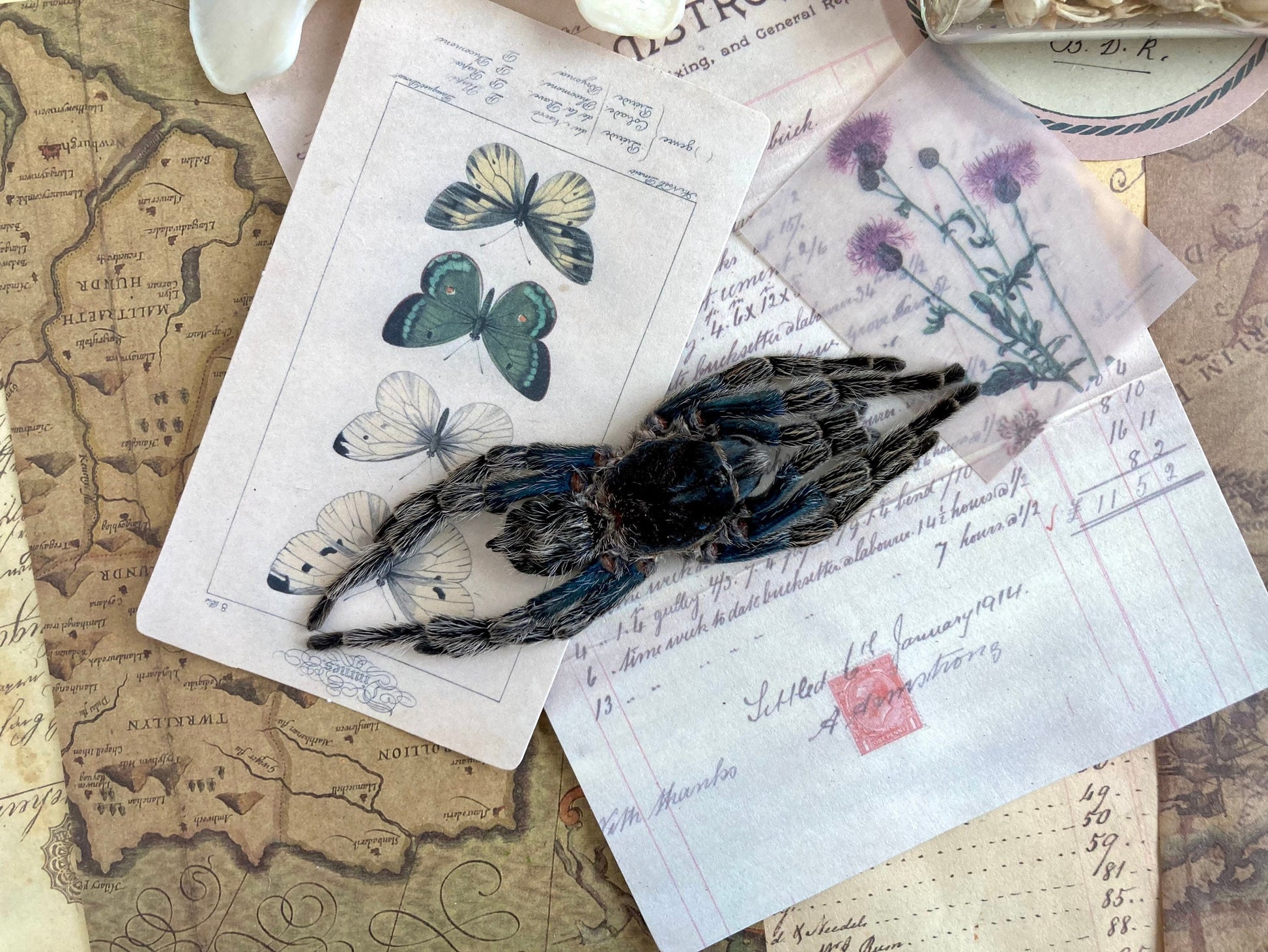 One big bird eating spider from Peru Hapalotremus carabaya ,arachnid , for all your taxidermy art projects