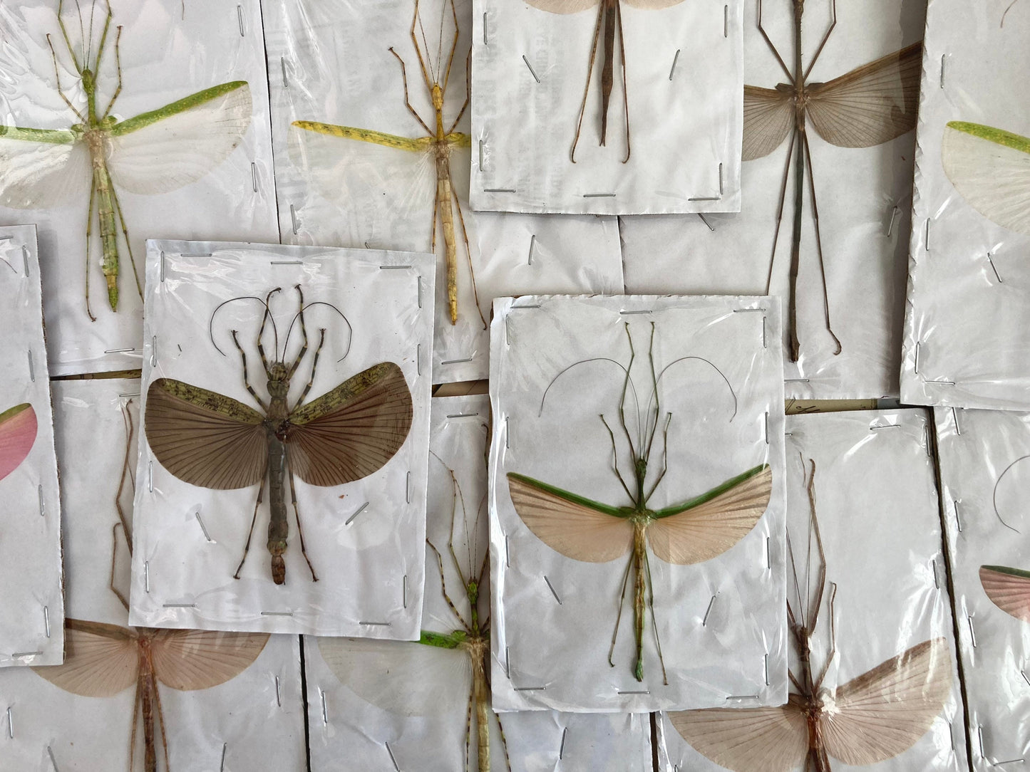 1 Mixed Spread Stick Insect, Random Selection, Entomology, Spread and Ready for your Projects