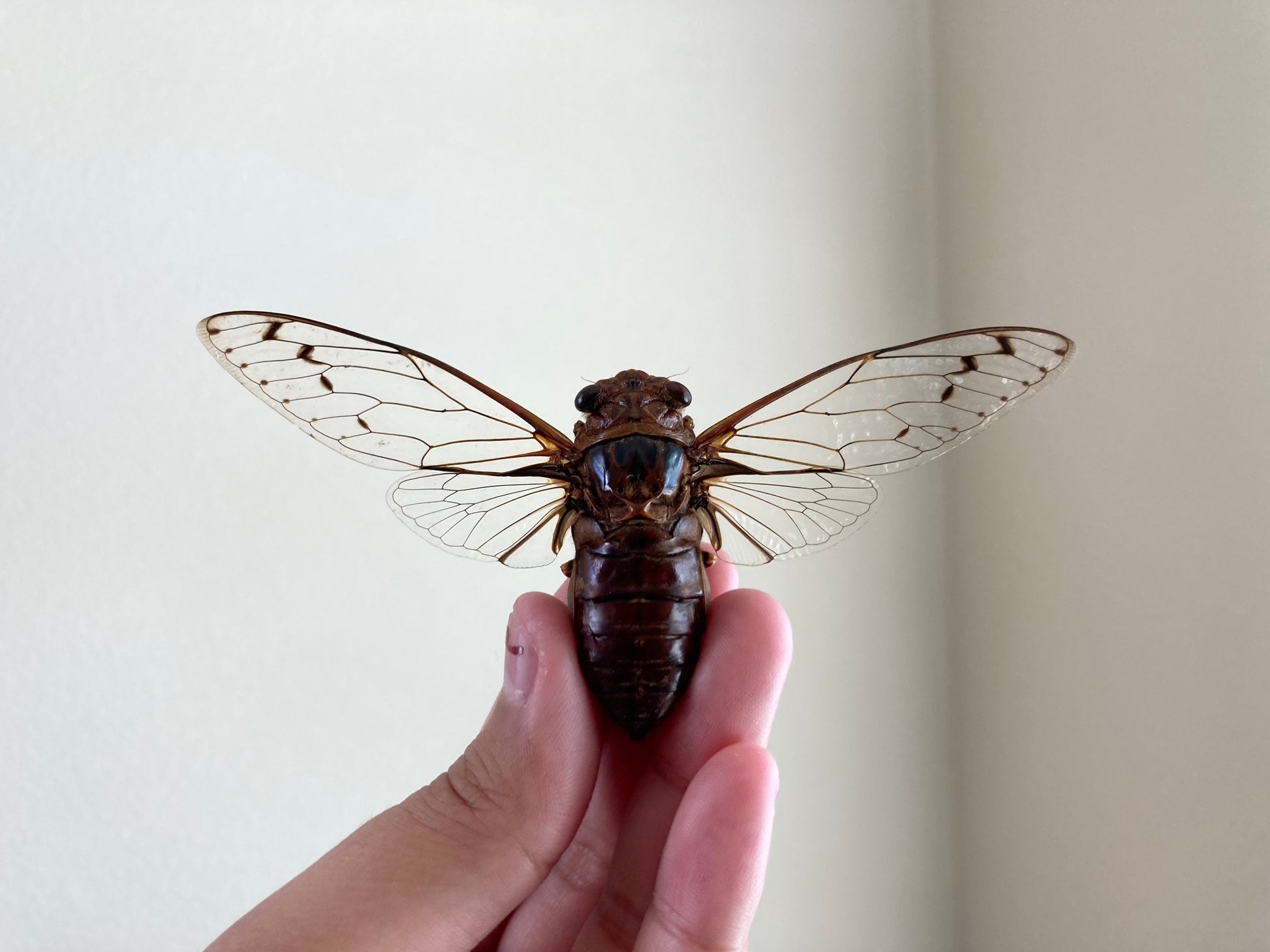 Cicada sp Spread, Real cicada, Clear wing Cicada, Indonesia, Entomology, Spread and ready for your projects