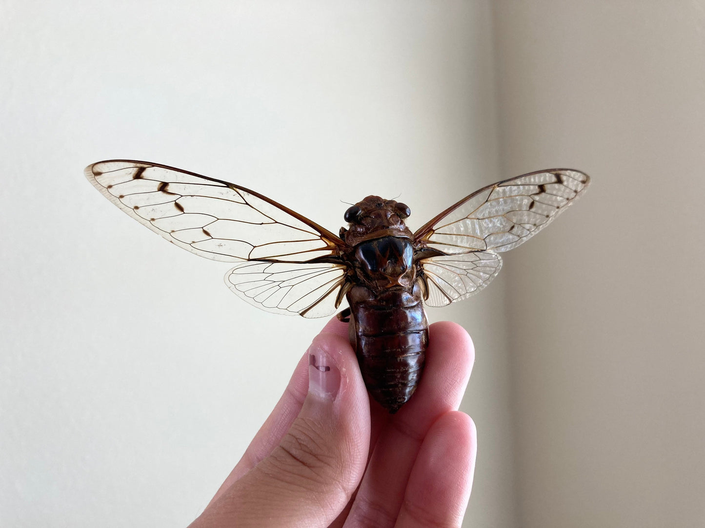 Cicada sp Spread, Real cicada, Clear wing Cicada, Indonesia, Entomology, Spread and ready for your projects