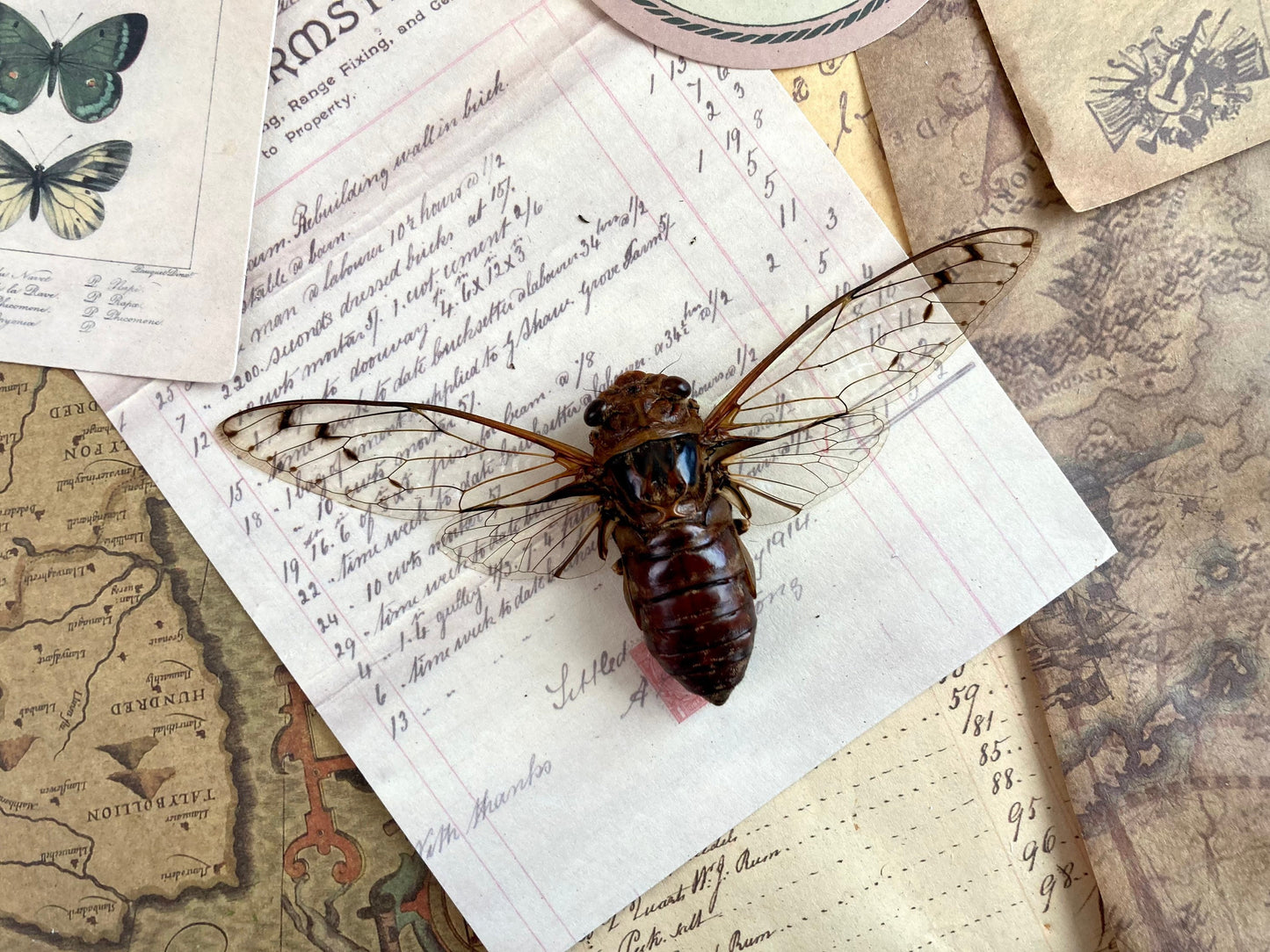 Cicada sp Spread, Real cicada, Clear wing Cicada, Indonesia, Entomology, Spread and ready for your projects