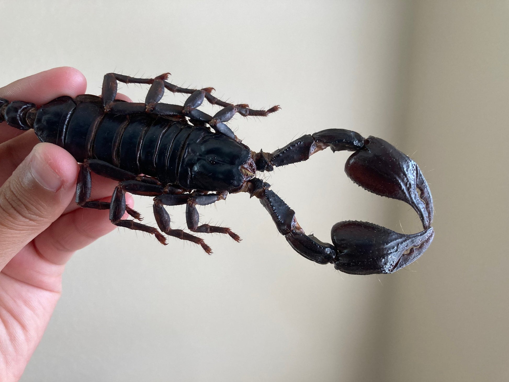 Heterometrus Laoticus Giant Emperor Scorpion, Thailand, Giant Scorpion, Real large Scorpion, Entomology, Arachnids