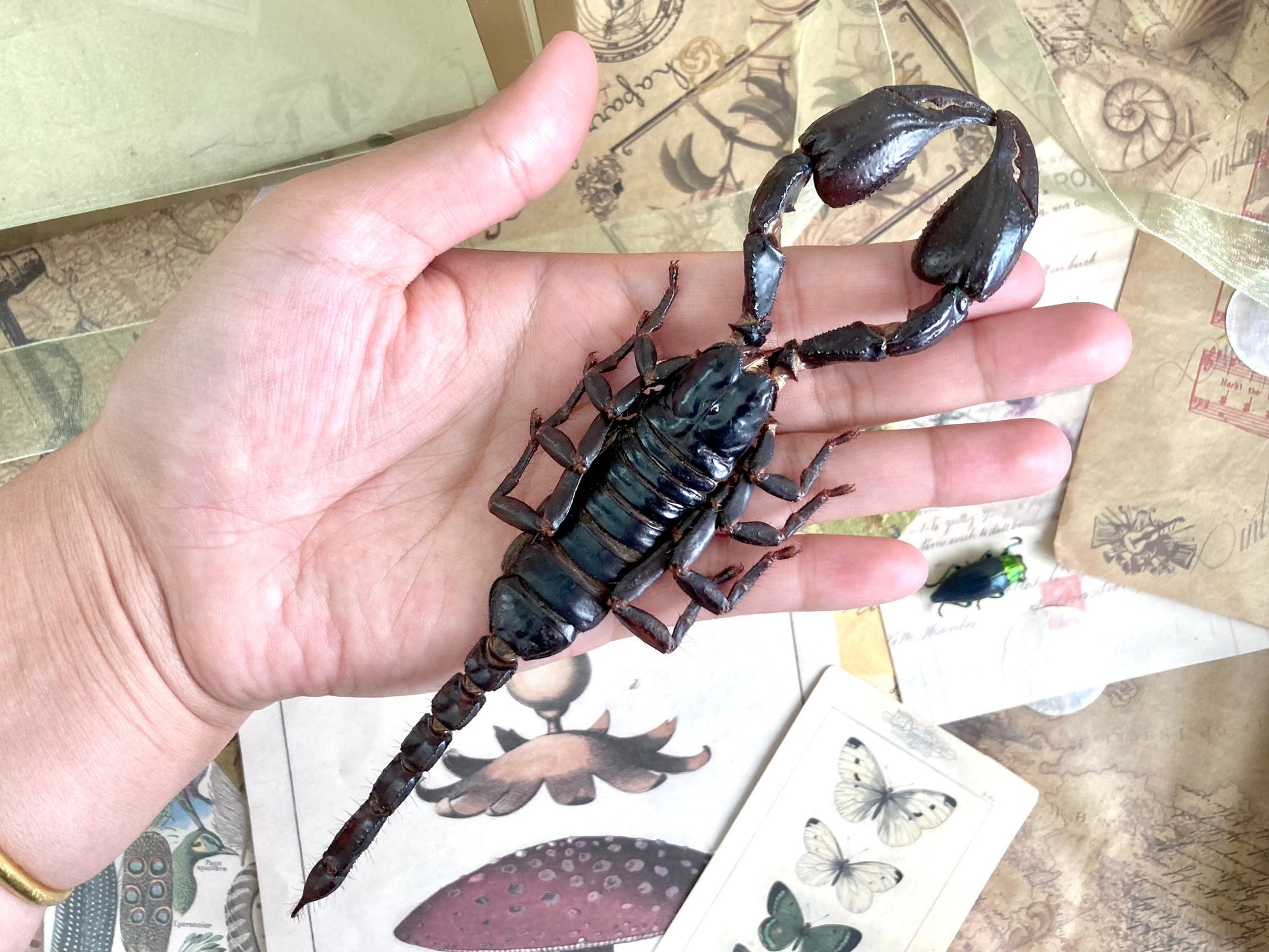 Heterometrus Laoticus Giant Emperor Scorpion, Thailand, Giant Scorpion, Real large Scorpion, Entomology, Arachnids