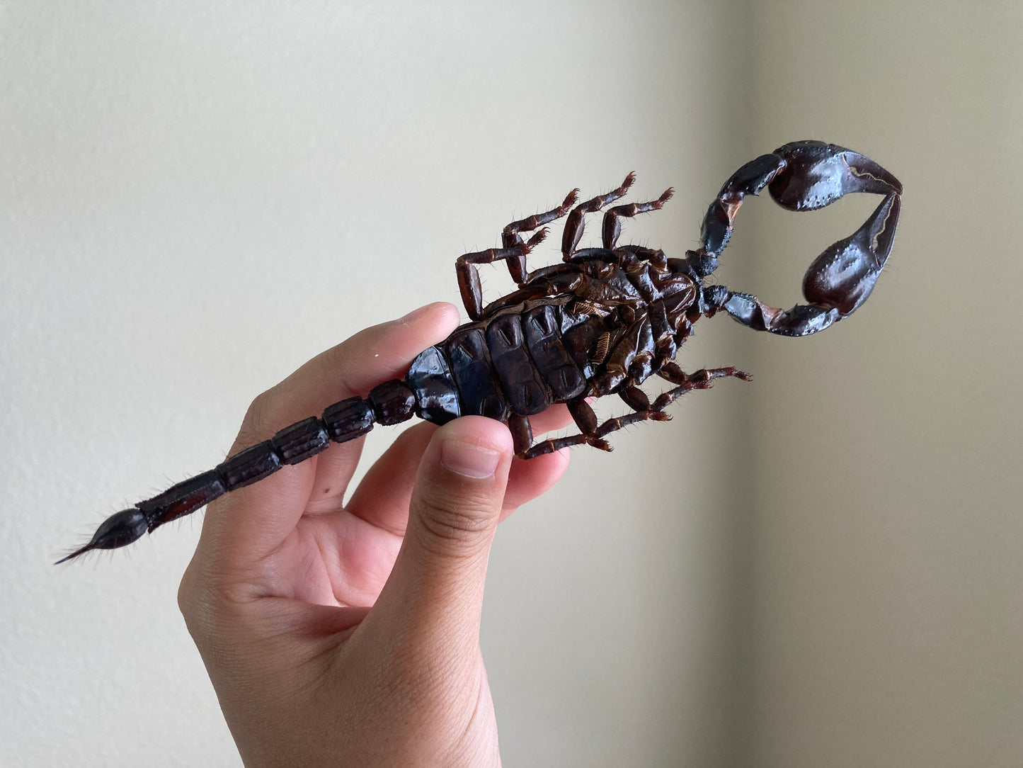 Heterometrus Laoticus Giant Emperor Scorpion, Thailand, Giant Scorpion, Real large Scorpion, Entomology, Arachnids