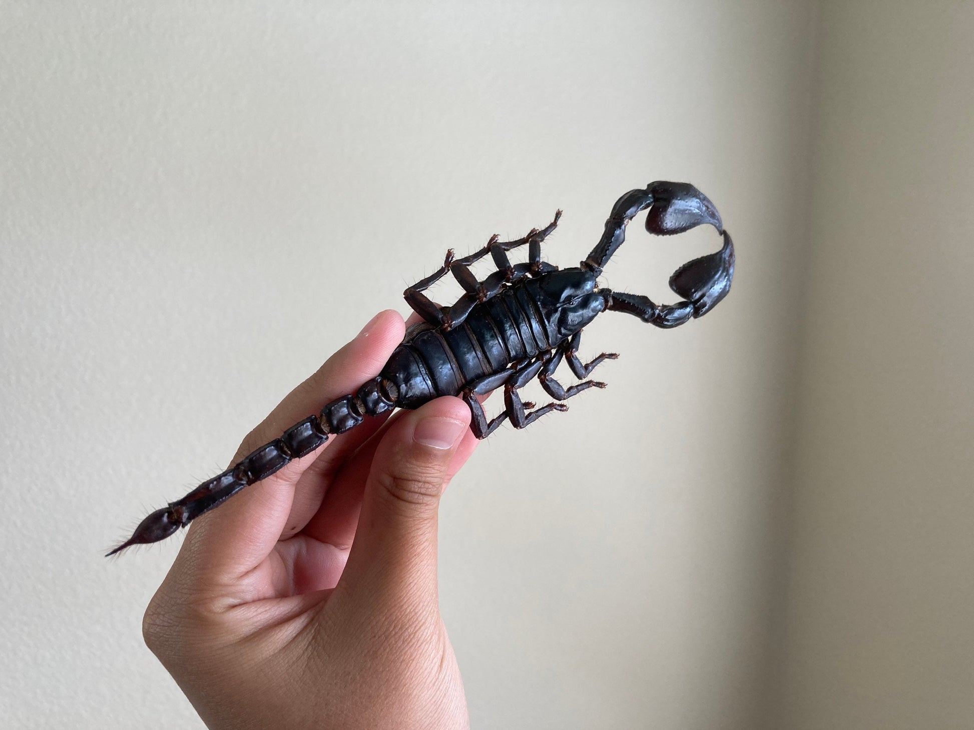 Heterometrus Laoticus Giant Emperor Scorpion, Thailand, Giant Scorpion, Real large Scorpion, Entomology, Arachnids