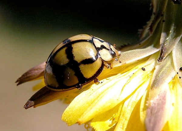 Yellow black Ladybug, Netty Ladybird (Beetle), Heteroneda billardieri, real ladybug, entomology, yellow ladybug, insect specimens