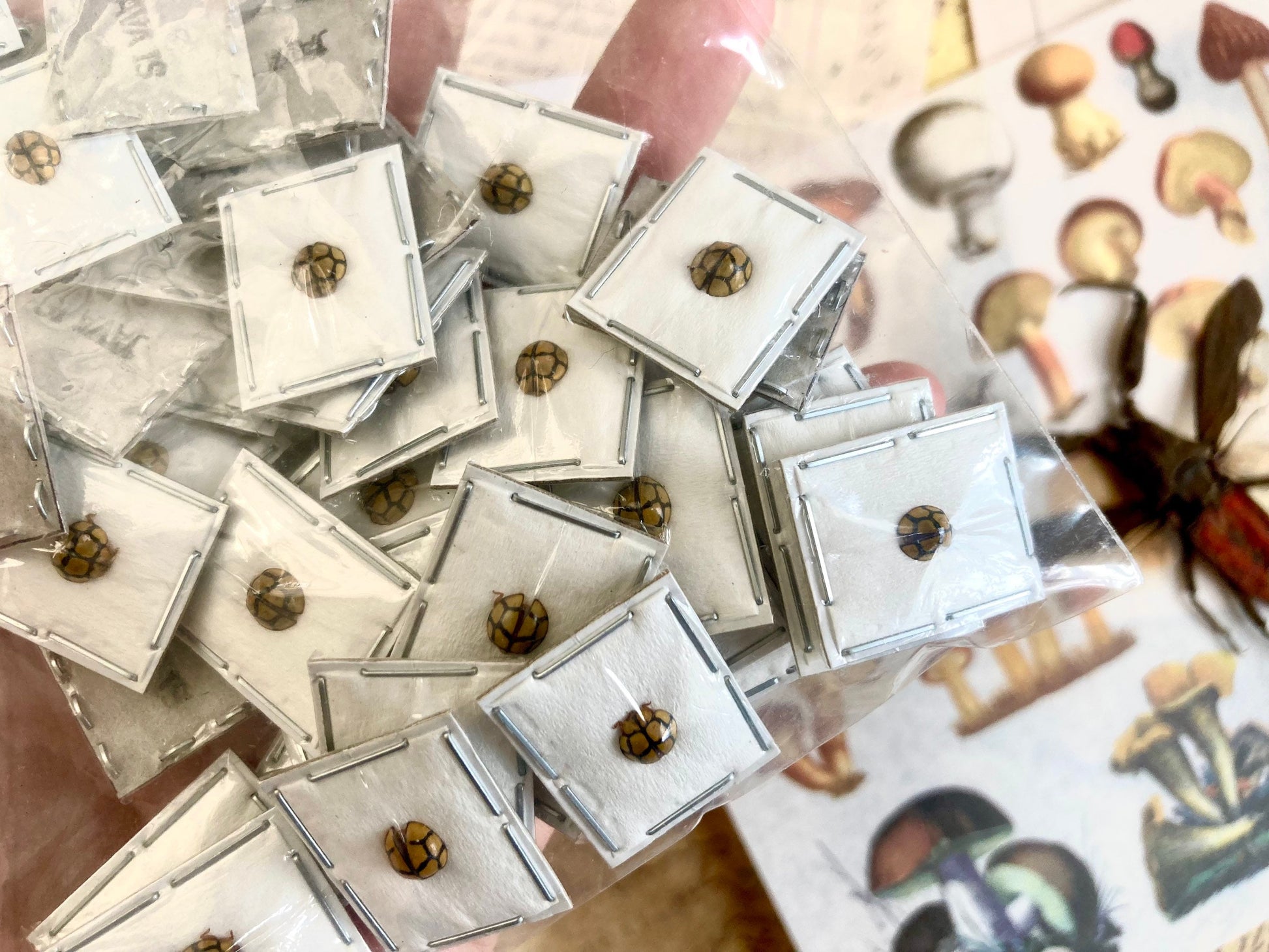 Yellow black Ladybug, Netty Ladybird (Beetle), Heteroneda billardieri, real ladybug, entomology, yellow ladybug, insect specimens