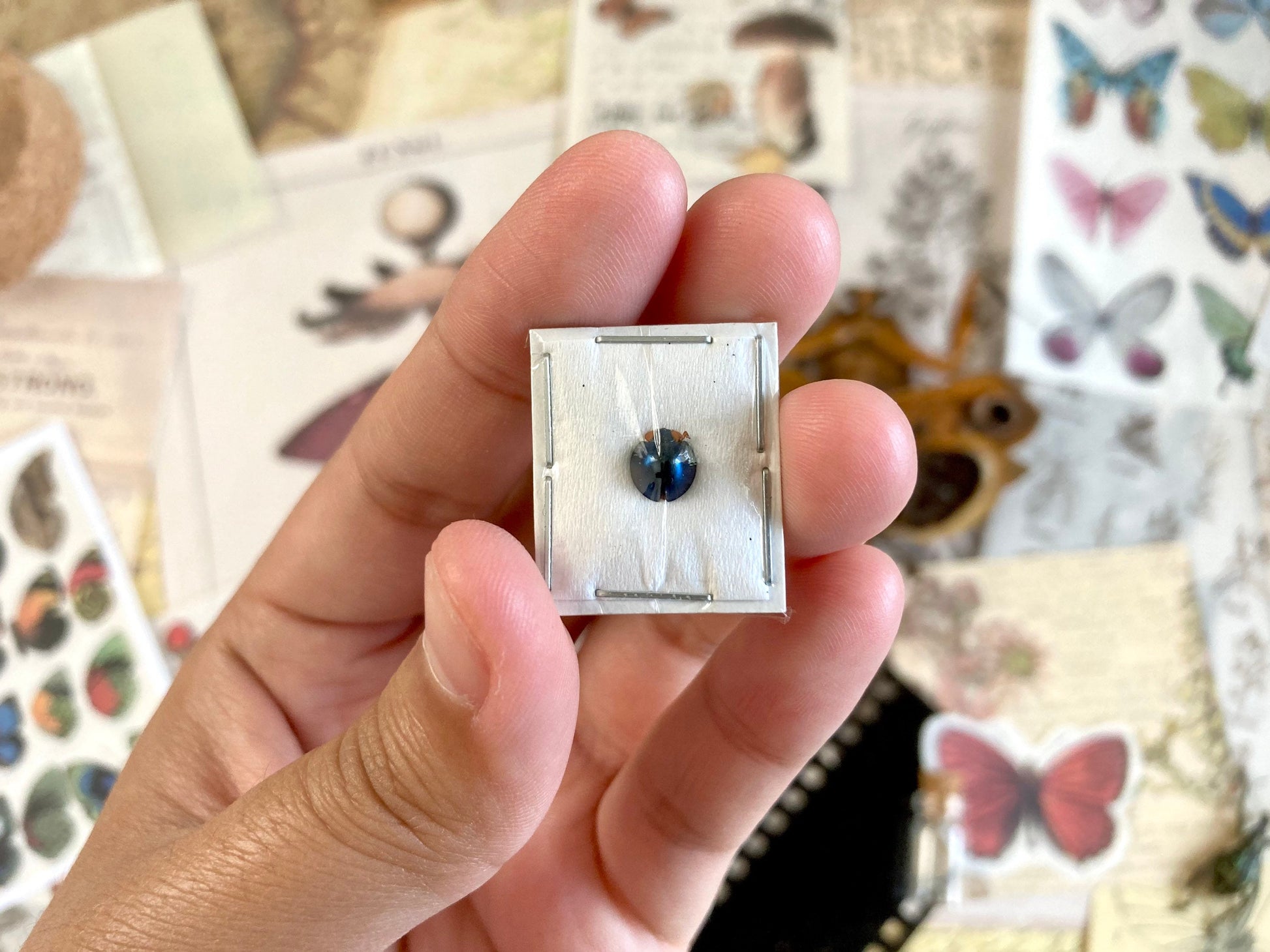 Steelblue ladybird, Halmus chalybeus, Blue Ladybugs, small beetle, blue beetle, Lady bug, insect specimen