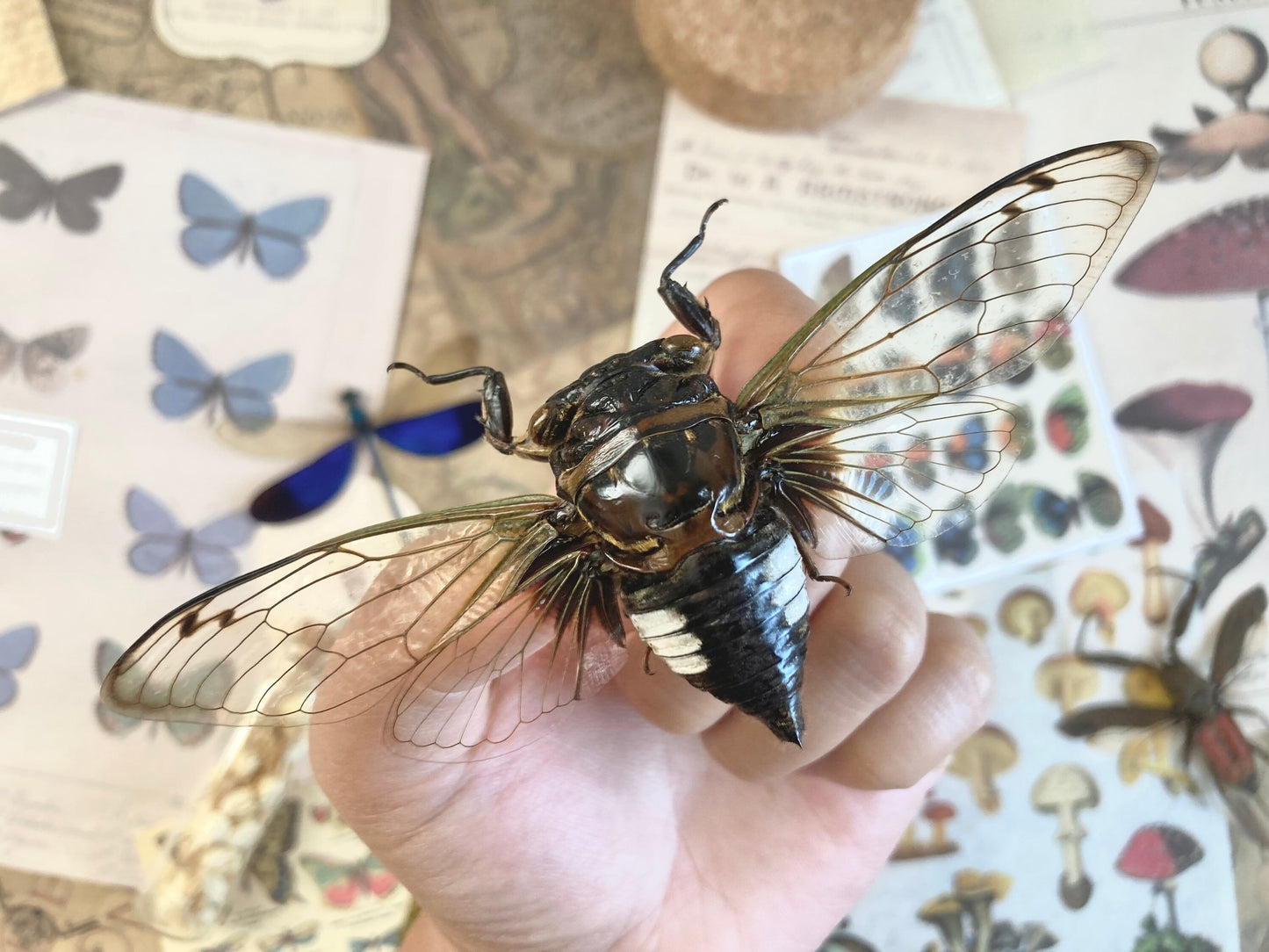 Cryptotympana Acuta - Black Clearwing Cicada - Java Indonesia - Entomology - Specimen