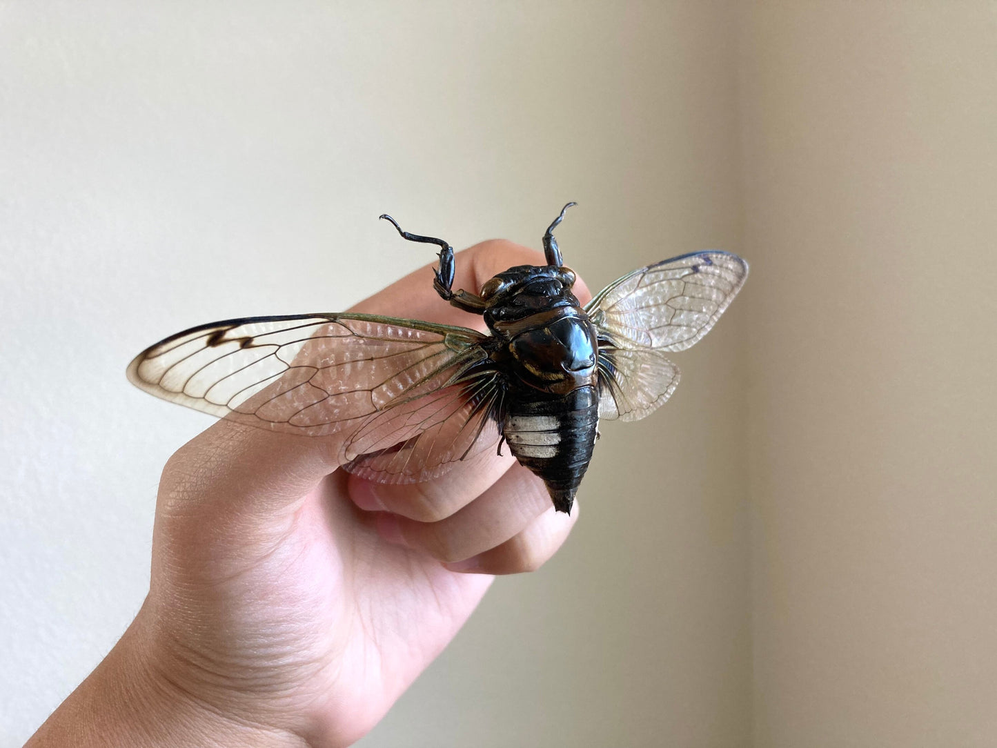 Cryptotympana Acuta - Black Clearwing Cicada - Java Indonesia - Entomology - Specimen