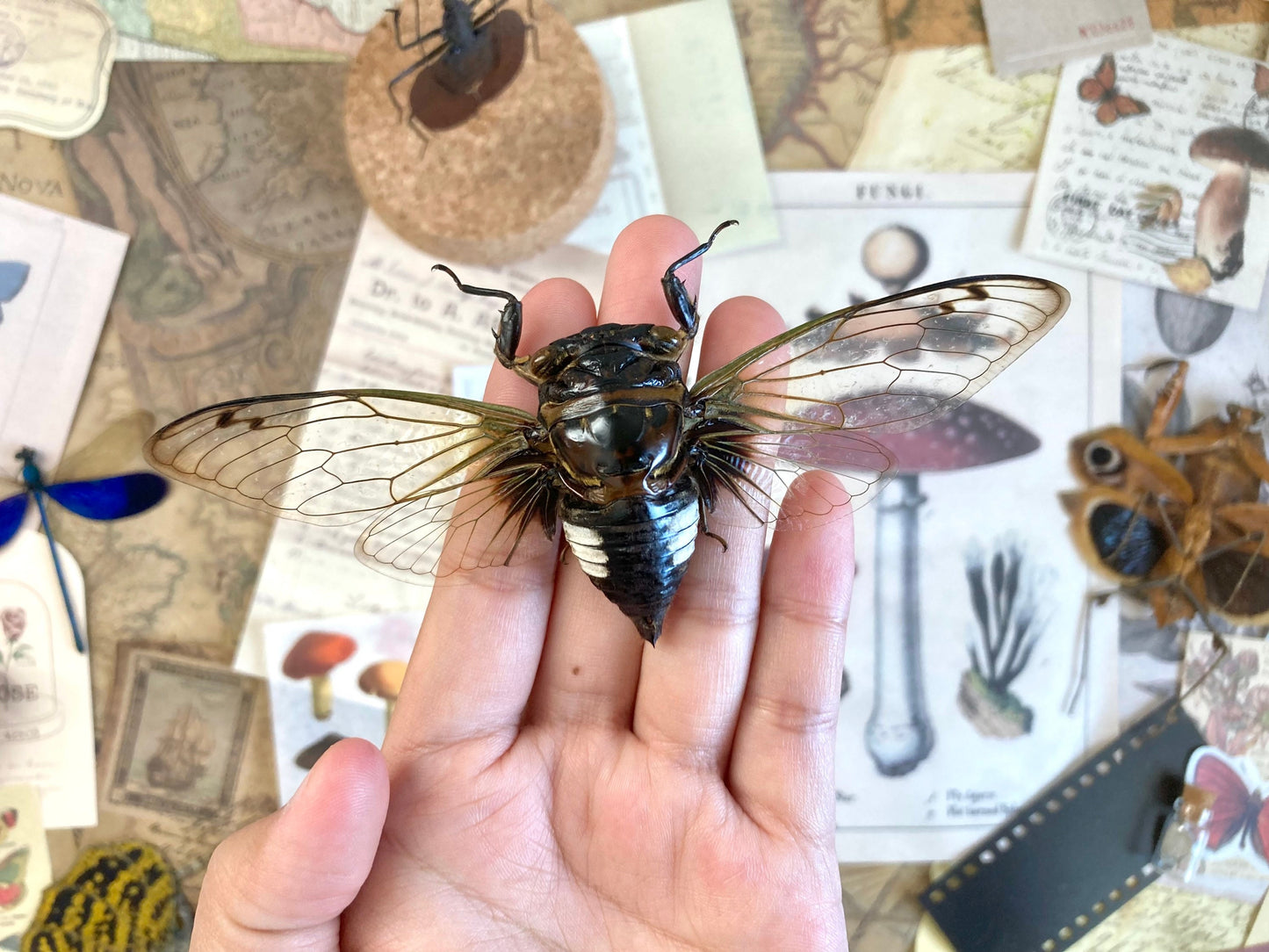 Cryptotympana Acuta - Black Clearwing Cicada - Java Indonesia - Entomology - Specimen