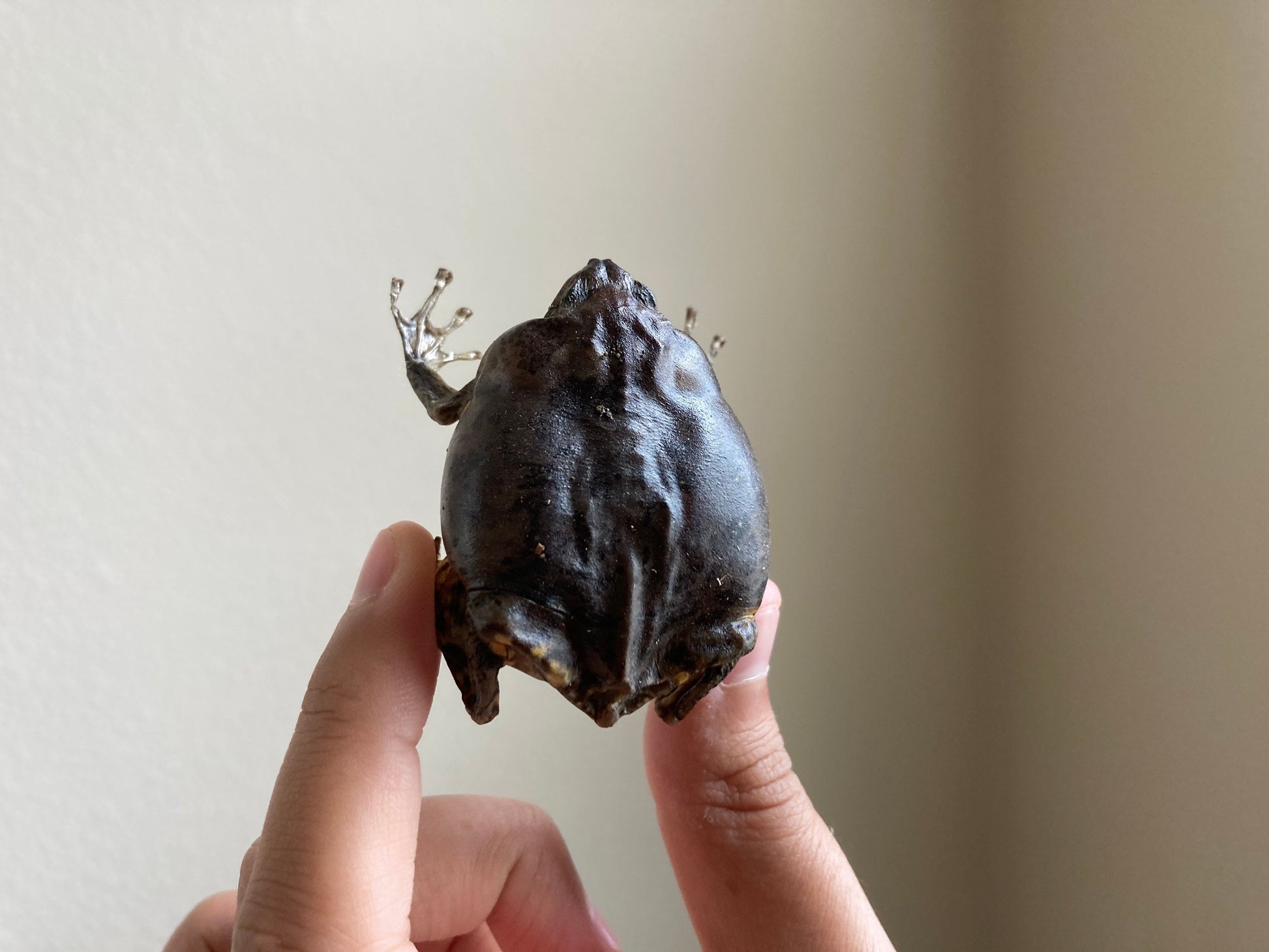 Flower Pot Toad, Kaloula baleata (sitting), smooth-fingered narrow-mouthed frog, narrow-mouthed toad. Real frog, Frog Taxidermy