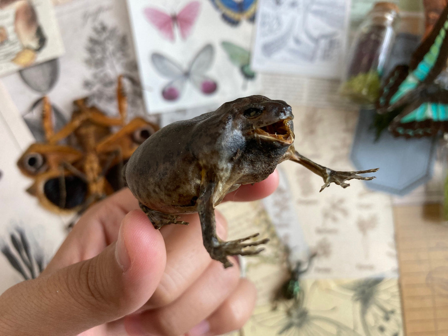 Flower Pot Toad, Kaloula baleata (sitting), smooth-fingered narrow-mouthed frog, narrow-mouthed toad. Real frog, Frog Taxidermy