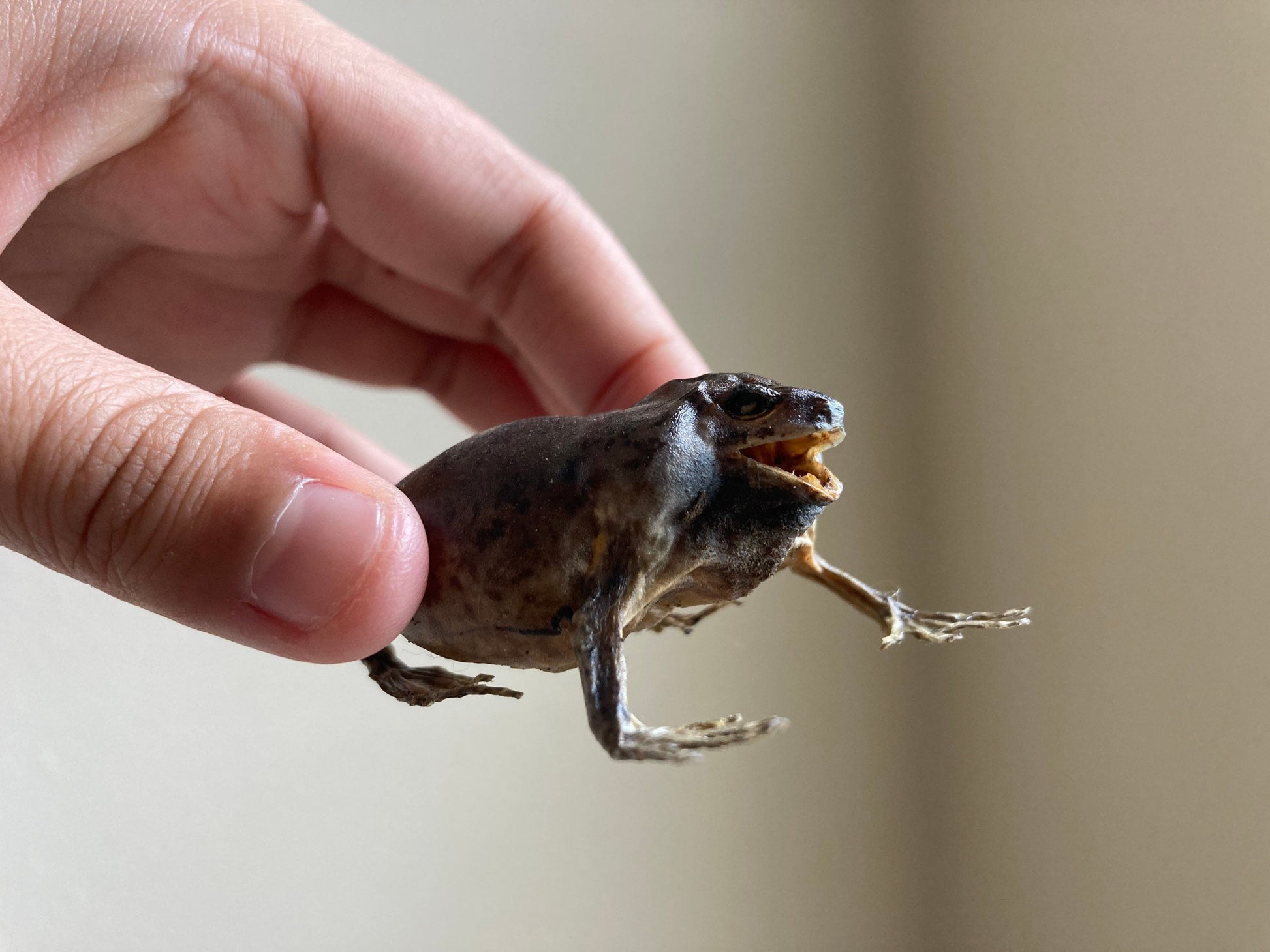 Flower Pot Toad, Kaloula baleata (sitting), smooth-fingered narrow-mouthed frog, narrow-mouthed toad. Real frog, Frog Taxidermy