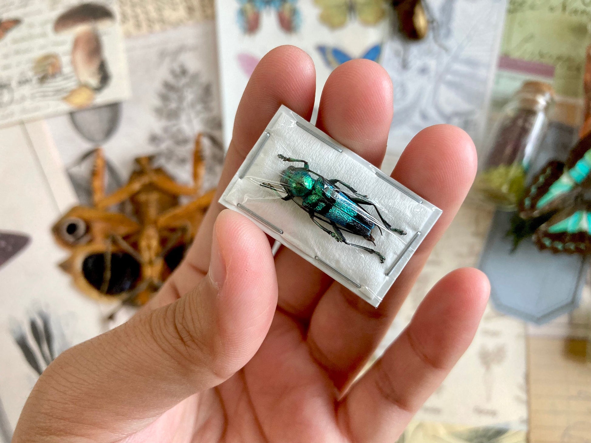 Pretty blue green Longhorned Beetle, Glenea celestis, Beetle, Entomology, real Insect, Blue beetle, Green beetle