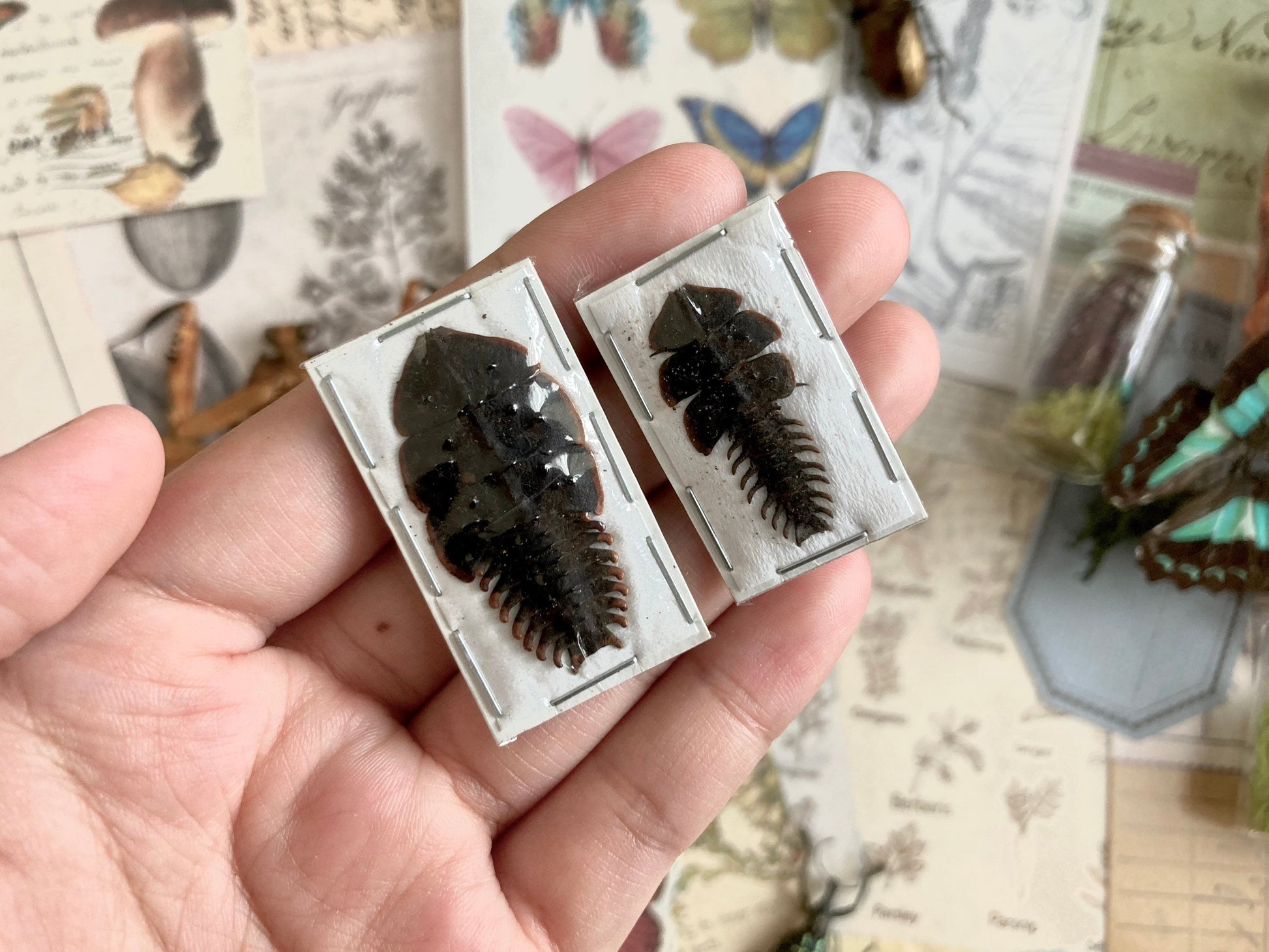 Platerodrilus Specimen, Duliticola, Lycidae, Real Insect, Entomology