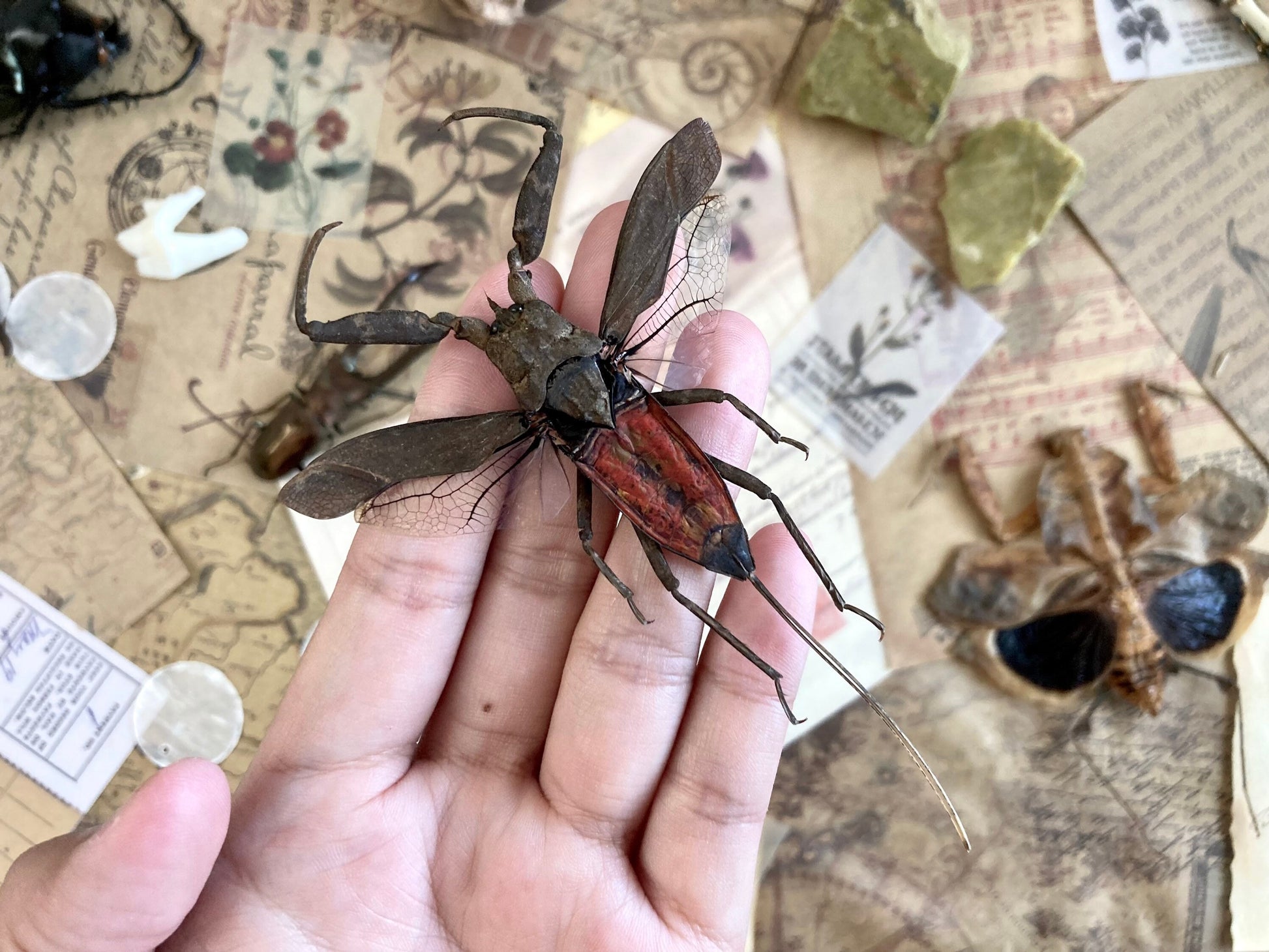 LARGE Nepa rubra E.Java, Spread, Red toe biter Real Insect Taxidermy